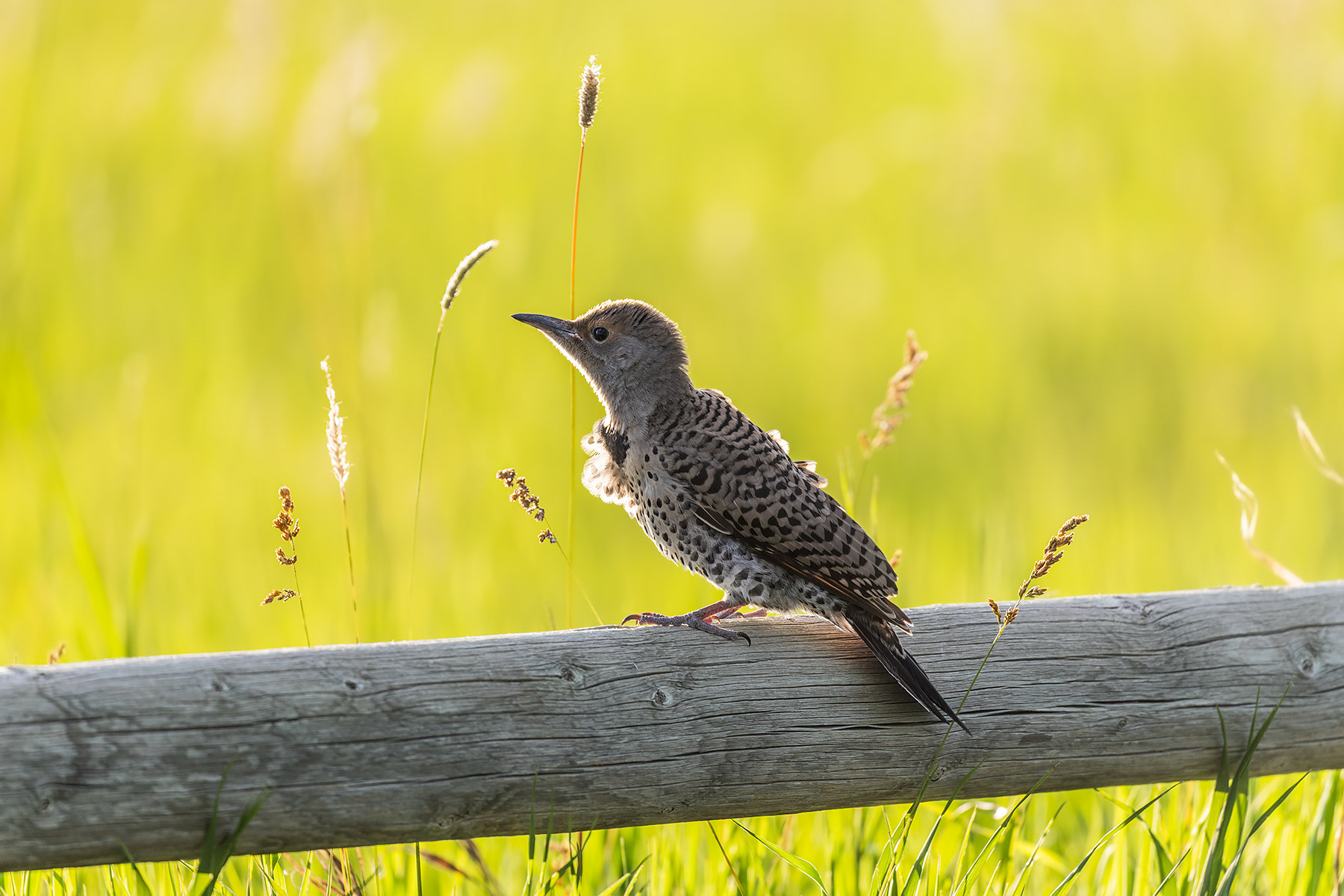 Flicker fledgling.  Click for next photo.