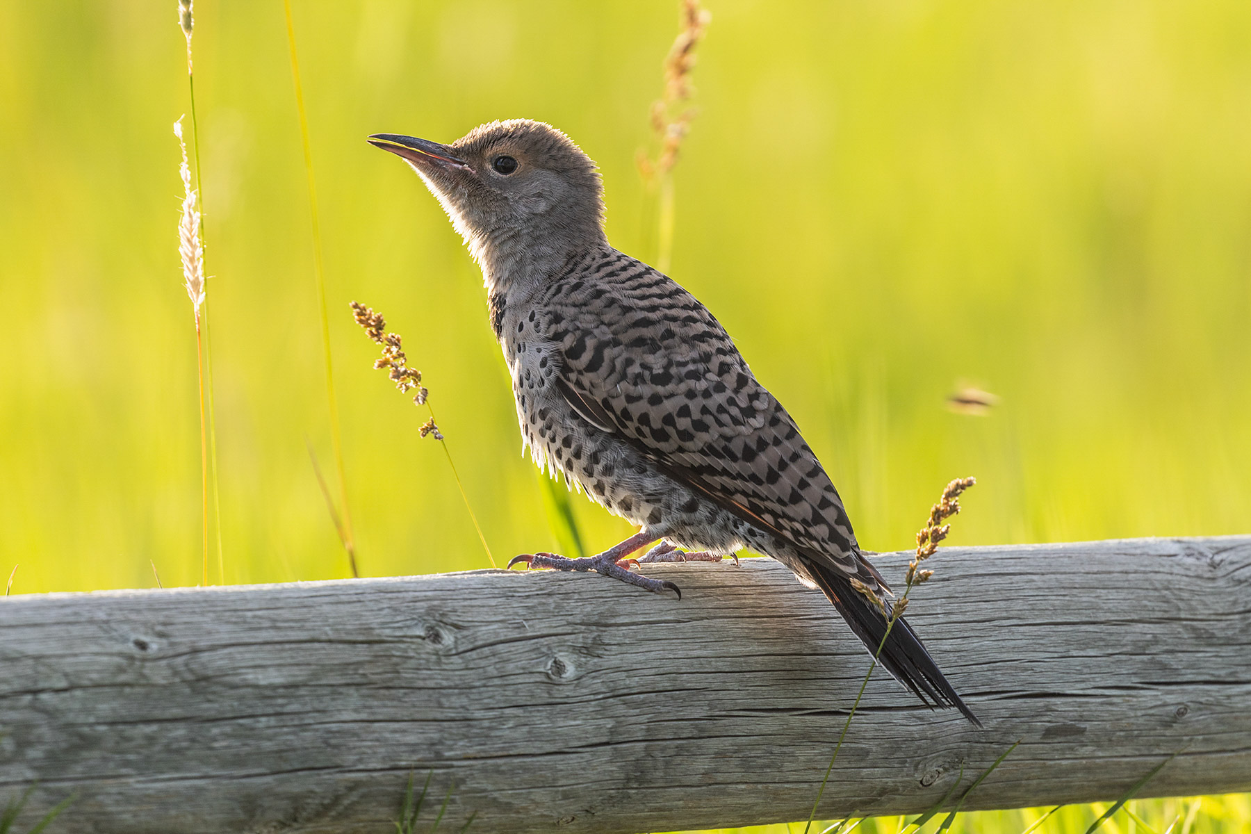 Flicker fledgling.  Click for next photo.