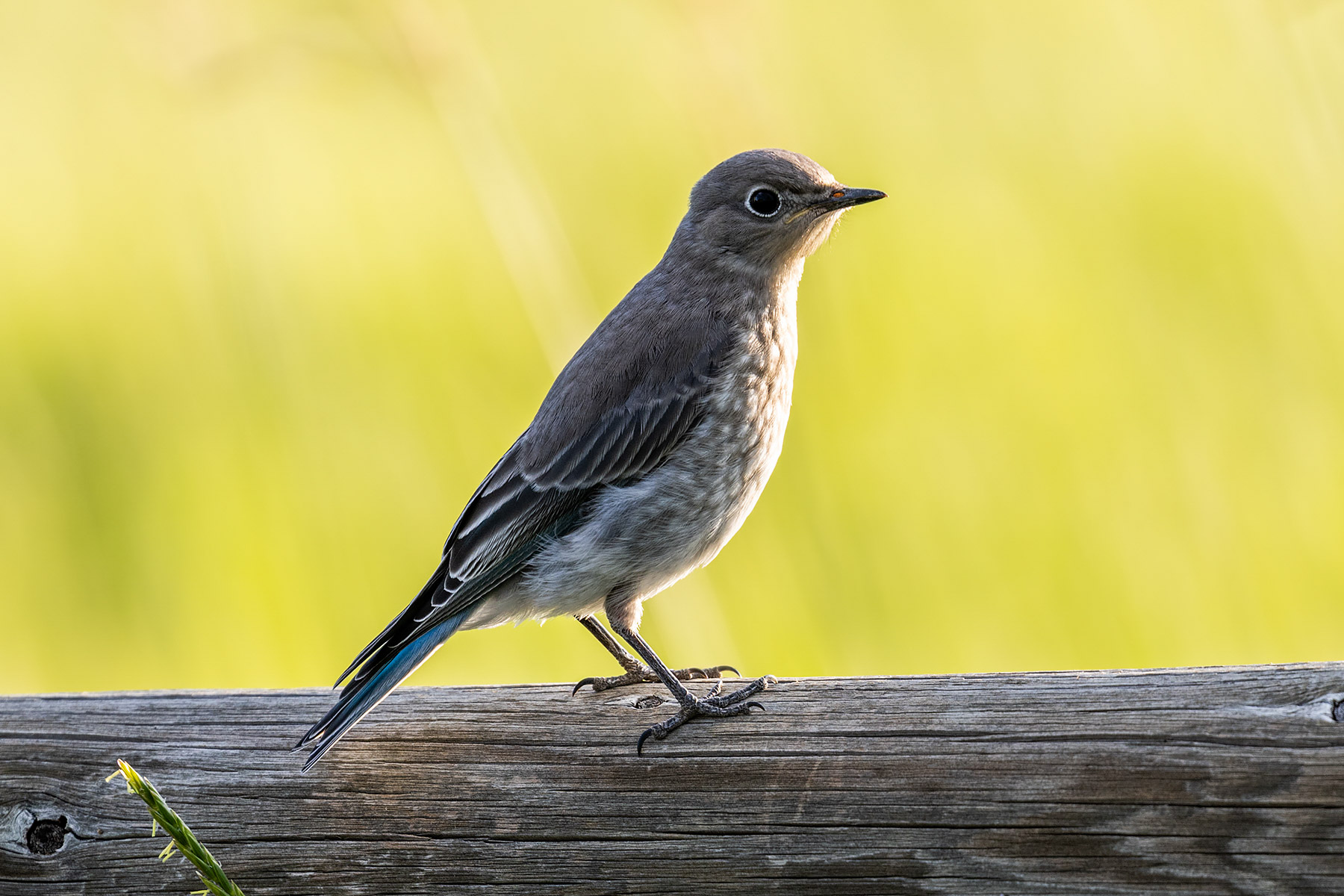 Bluebird.  Click for next photo.