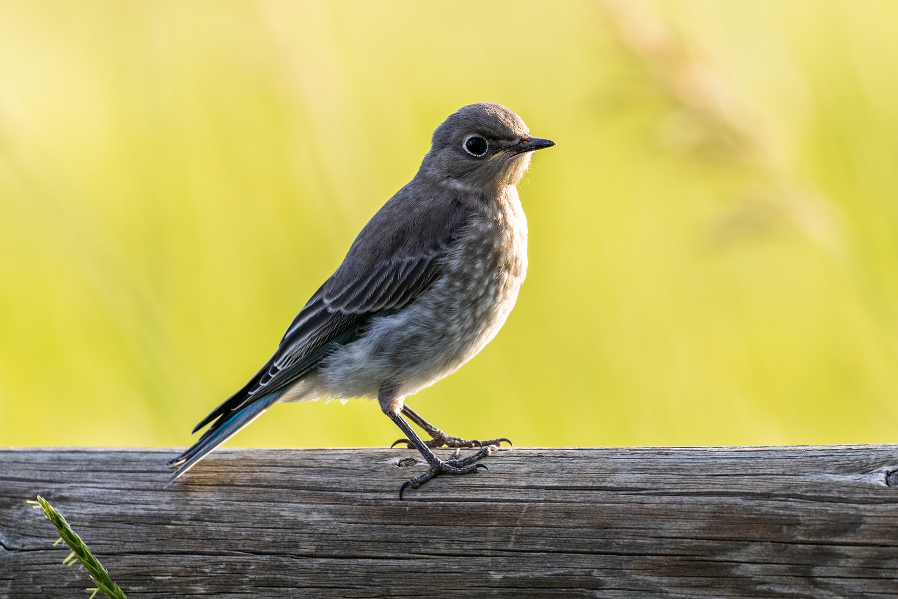 Bluebird.  Click for next photo.