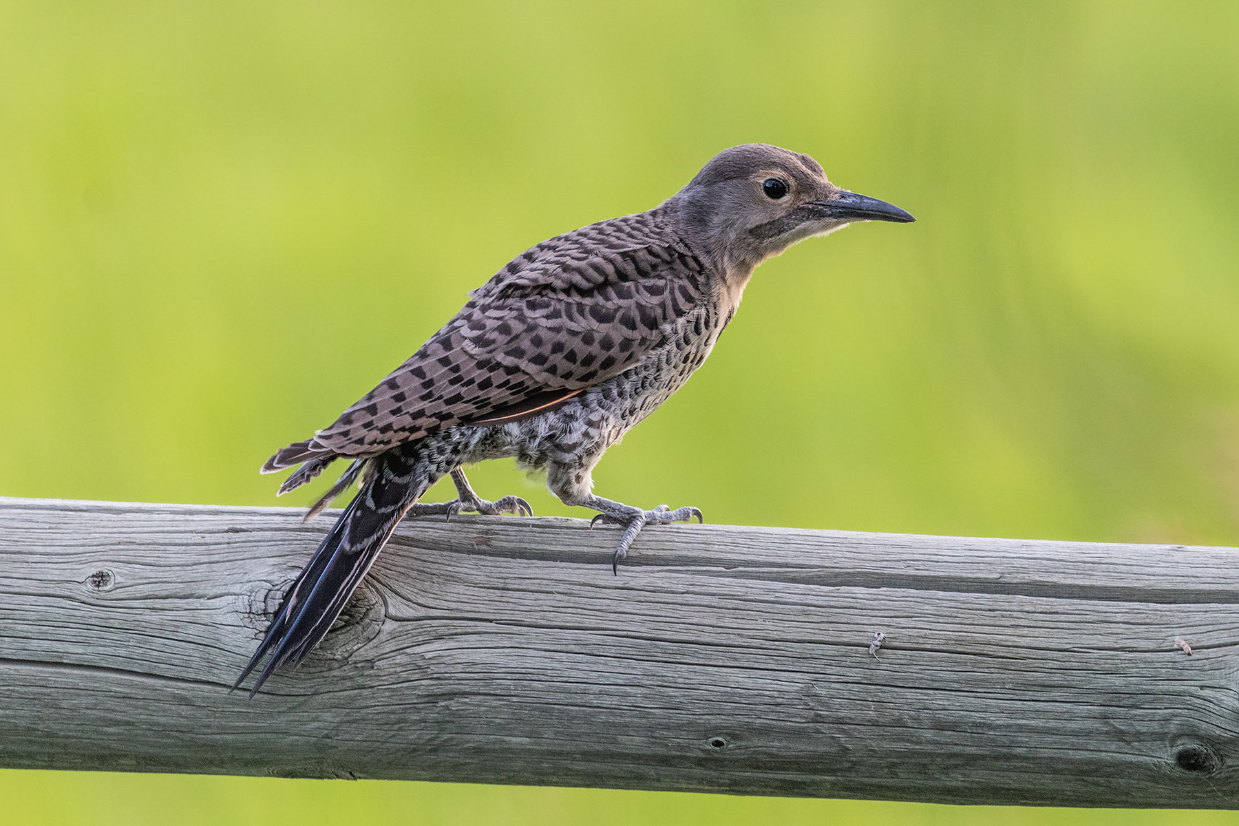 Flicker fledgling.  Click for next photo.