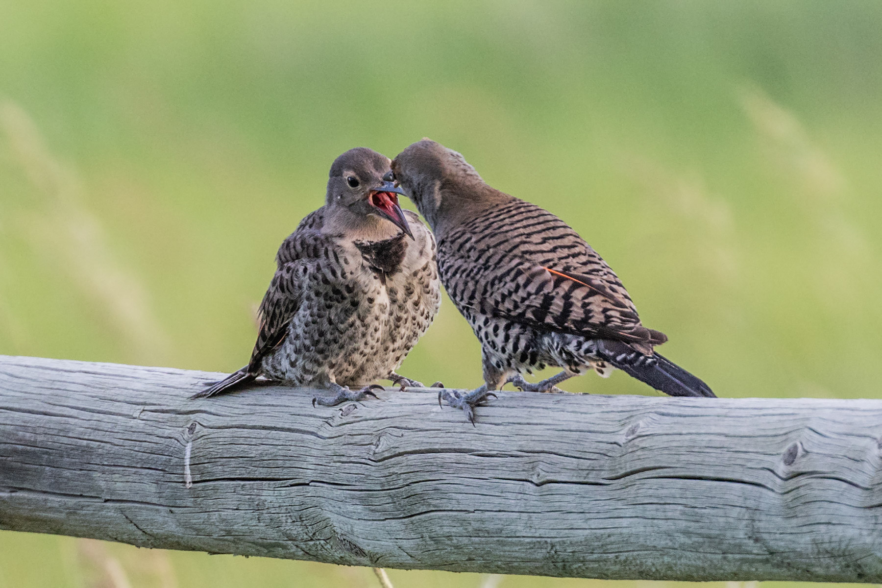 Flicker fledgling and adult male.  Click for next photo.