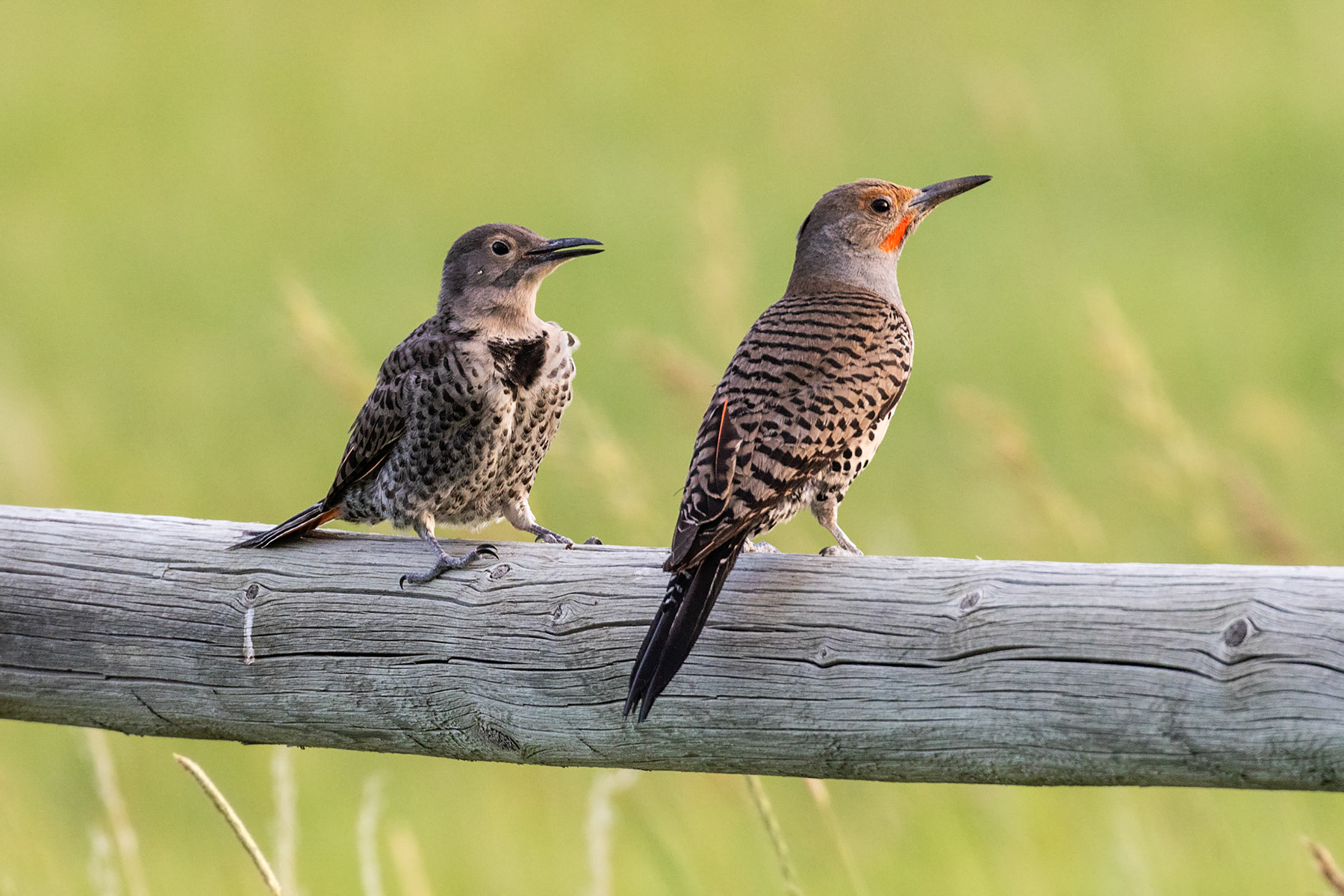 Flicker fledgling and adult male.  Click for next photo.