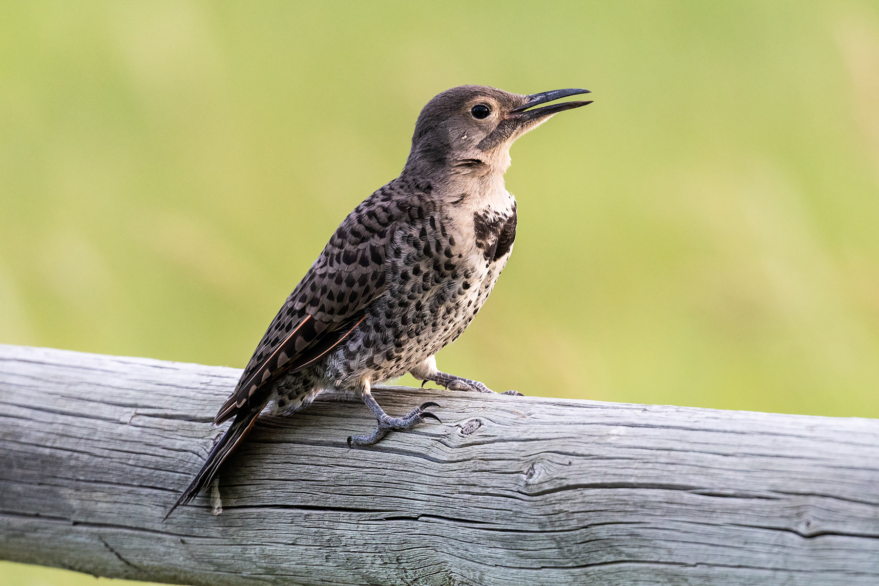 Flicker fledgling.  Click for next photo.