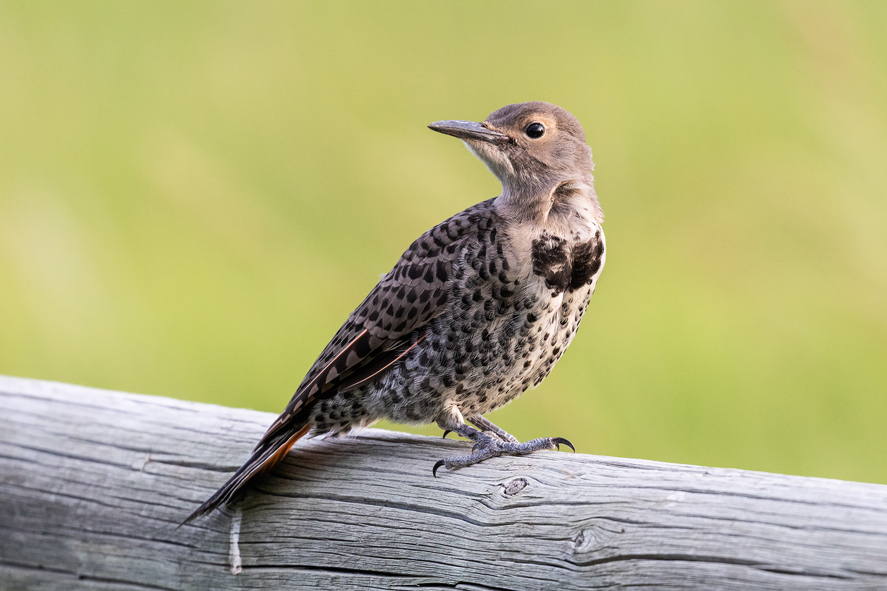 Flicker fledgling.  Click for next photo.
