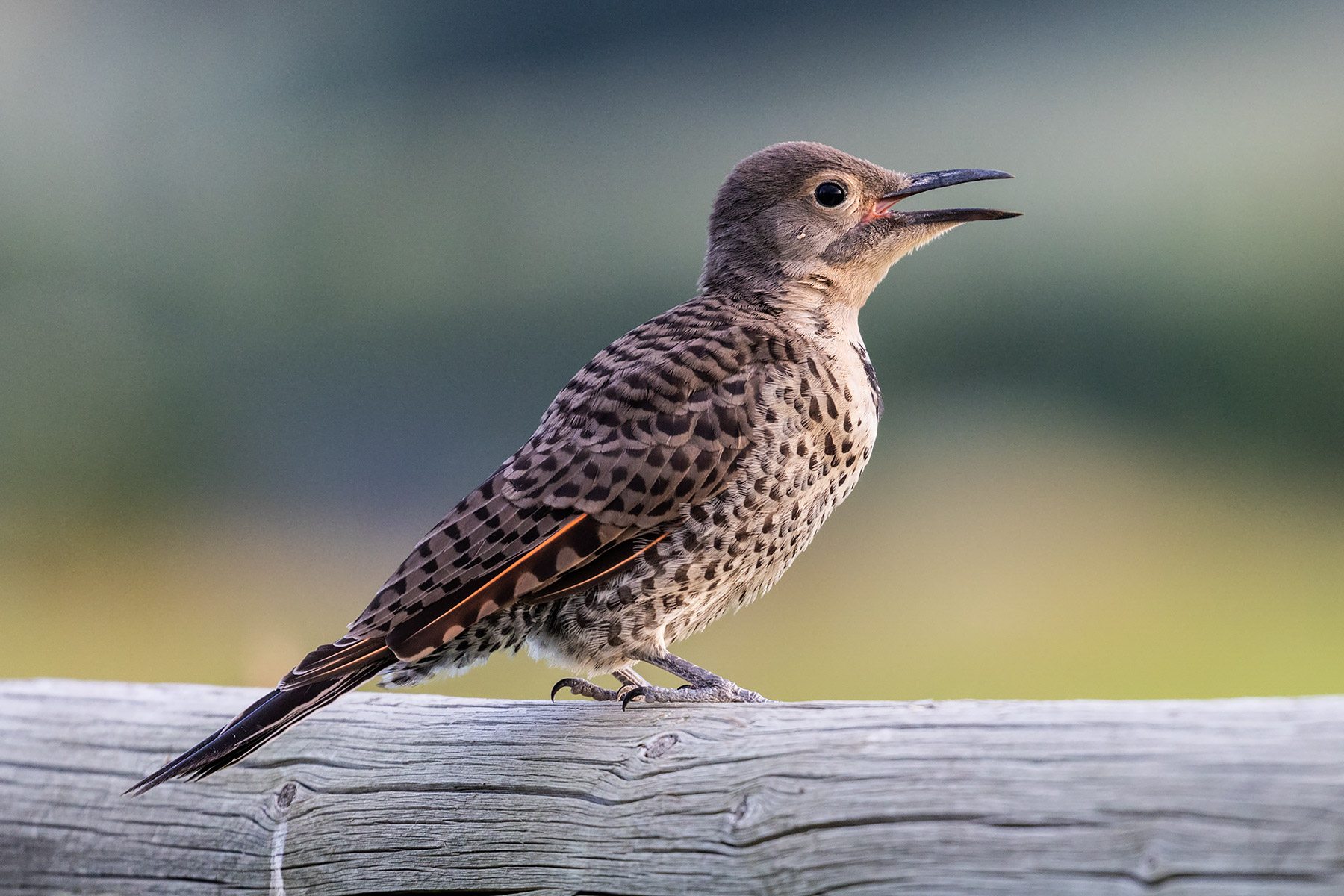 Flicker fledgling.  Click for next photo.
