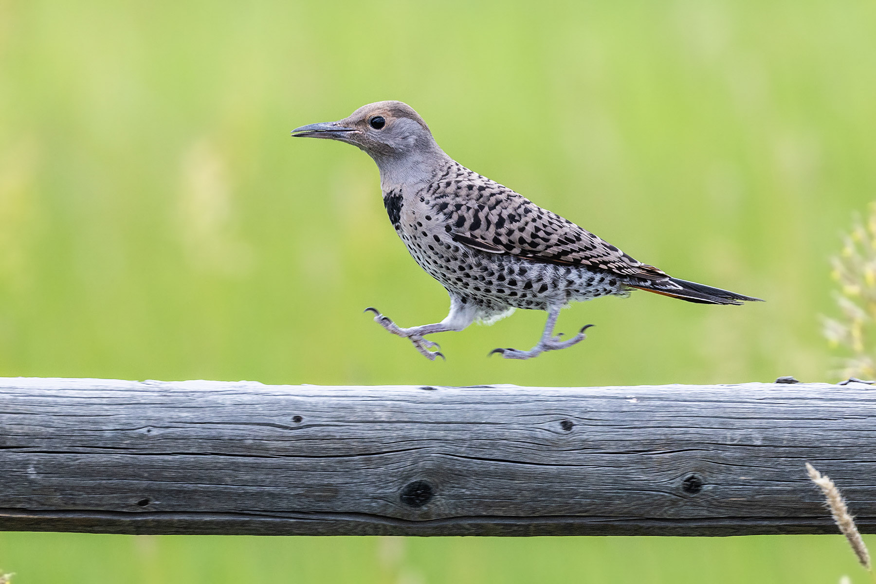 Flicker fledgling runs along the fence.  Click for next photo.