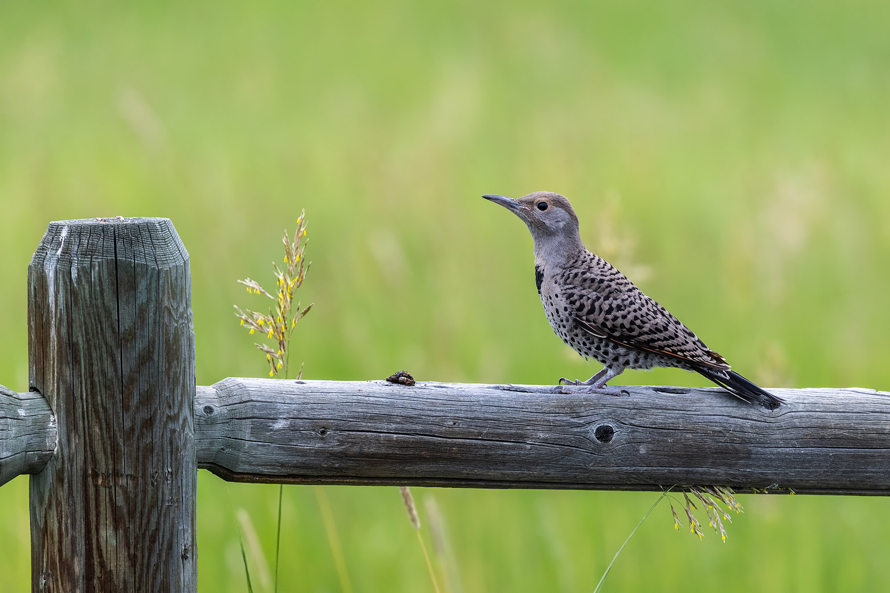 Flicker fledgling.  Click for next photo.