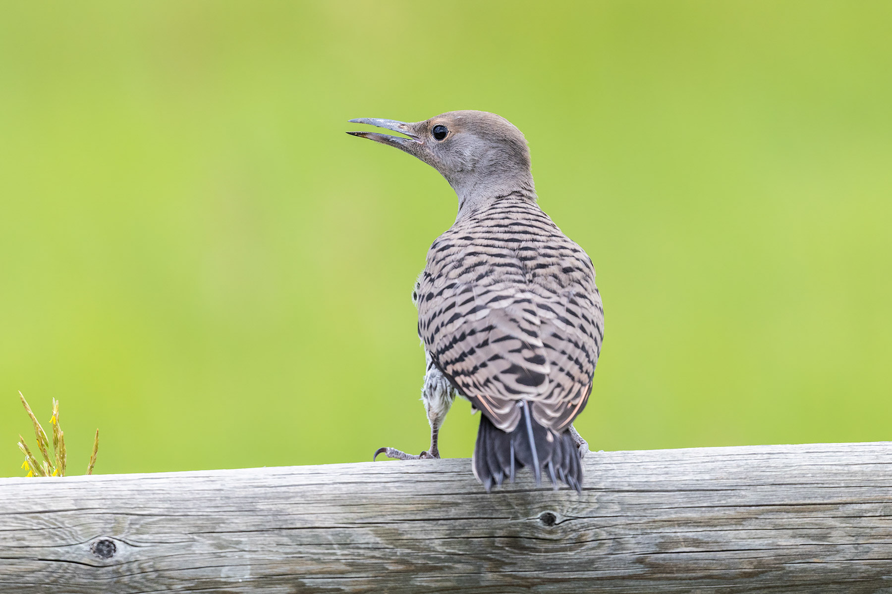 Flicker fledgling.  Click for next photo.