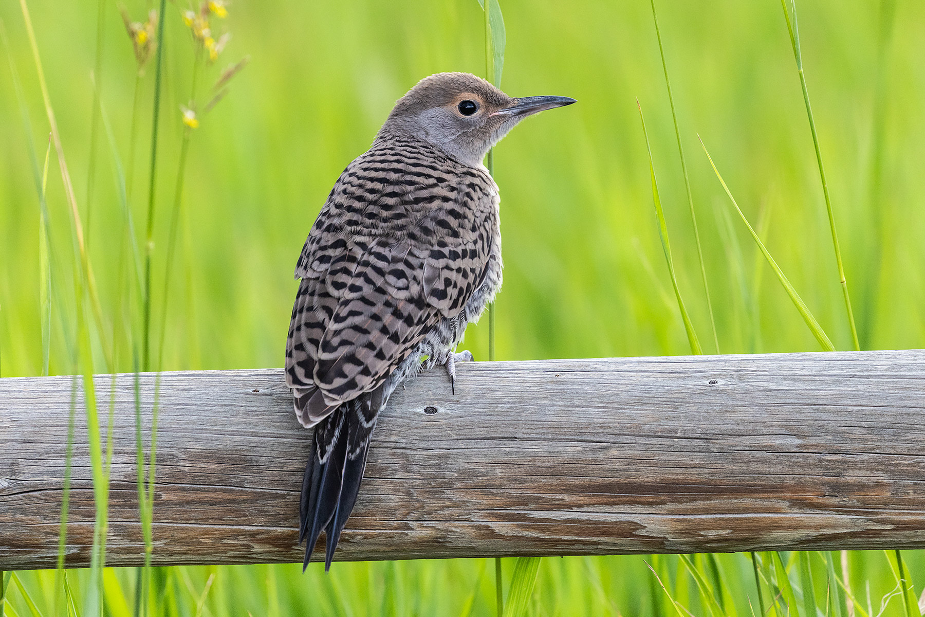 Flicker fledgling.  Click for next photo.