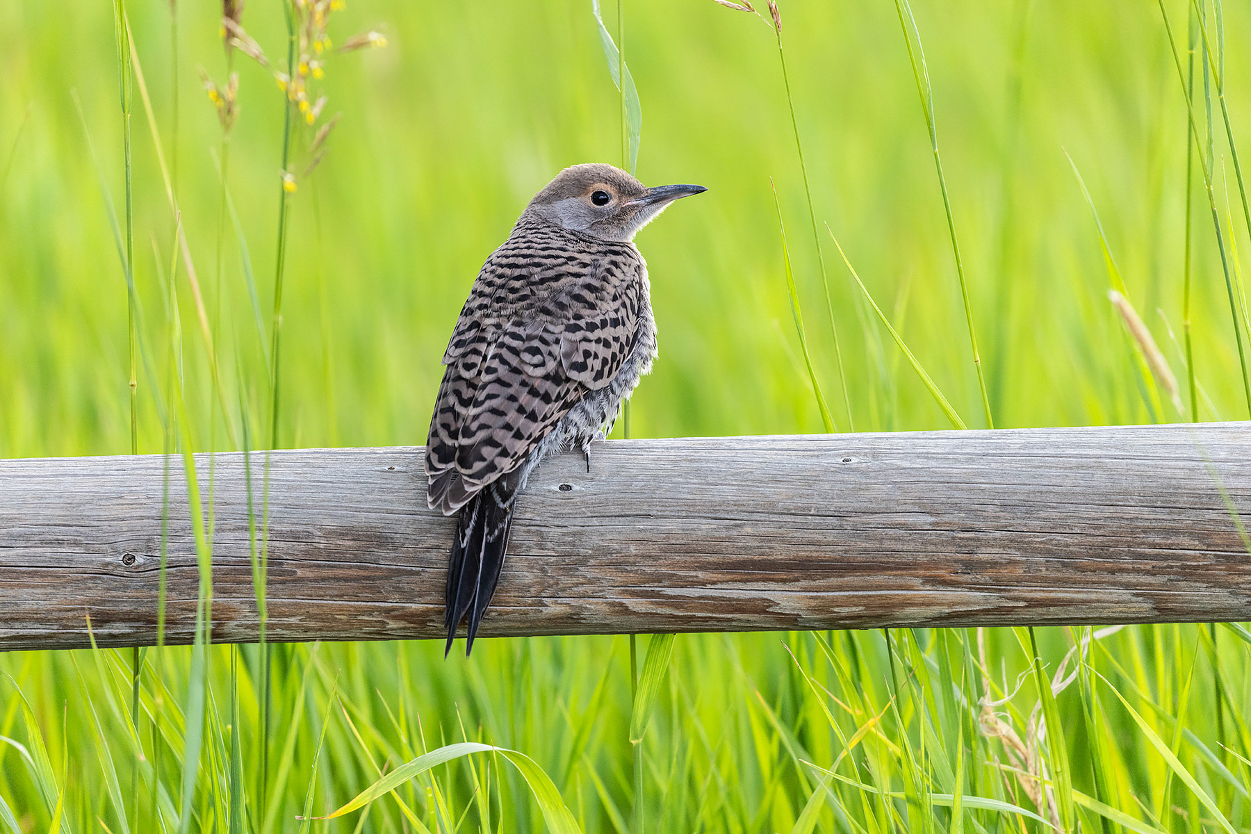 Flicker fledgling.  Click for next photo.