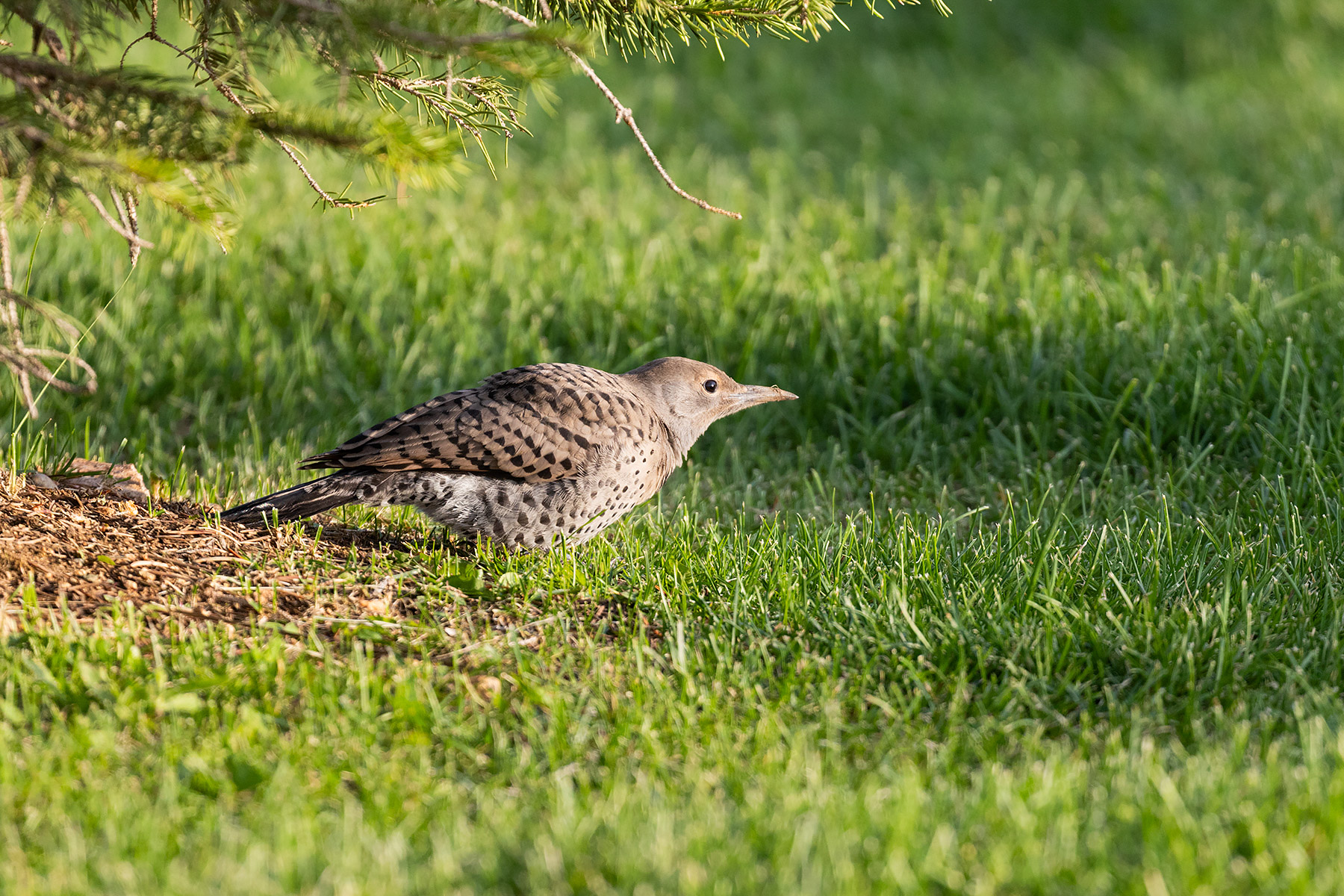 Flicker on the ground.  Click for next photo.