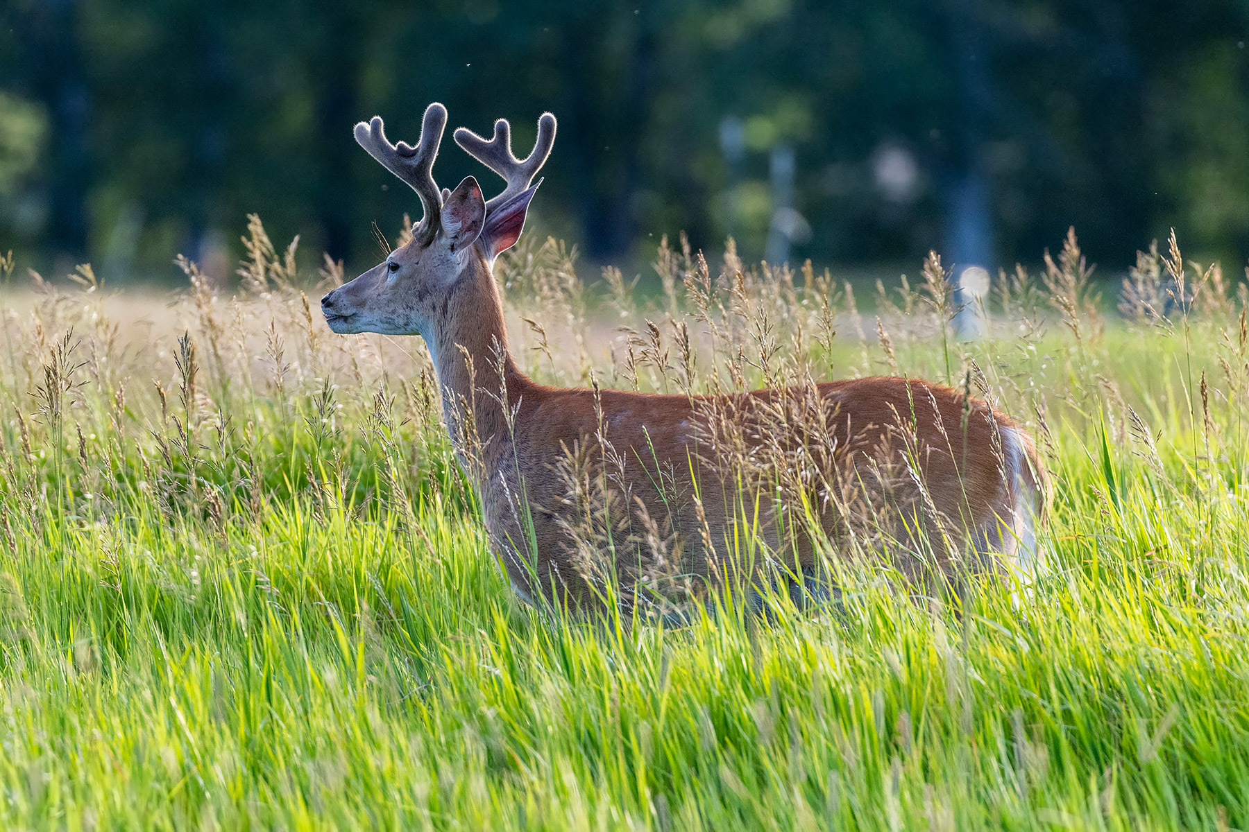 Deer in the neighboring lot.  Click for next photo.