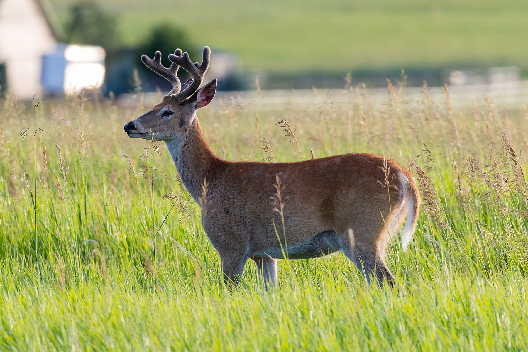 Deer in the neighboring lot.  Click for next photo.