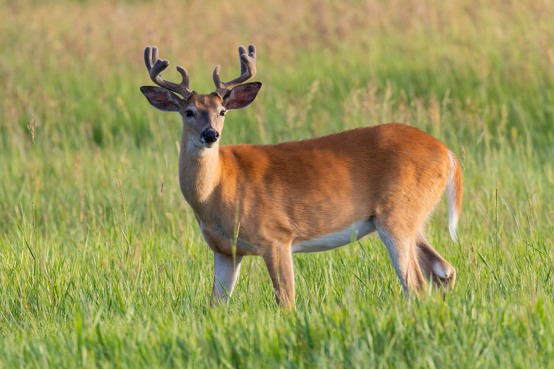 Deer in the neighboring lot.  Click for next photo.