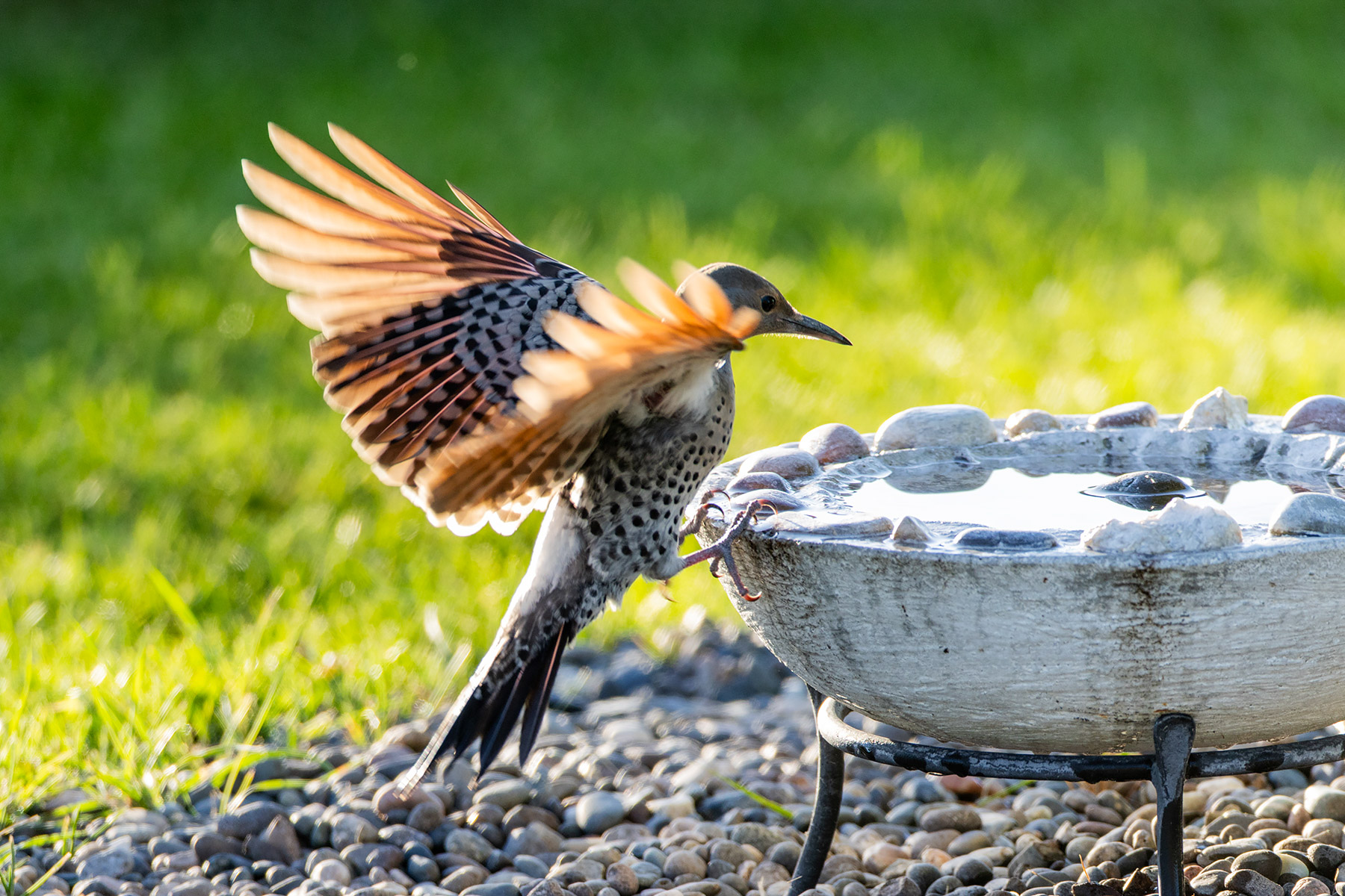 Flicker fledgling at the bird bath.  Click for next photo.