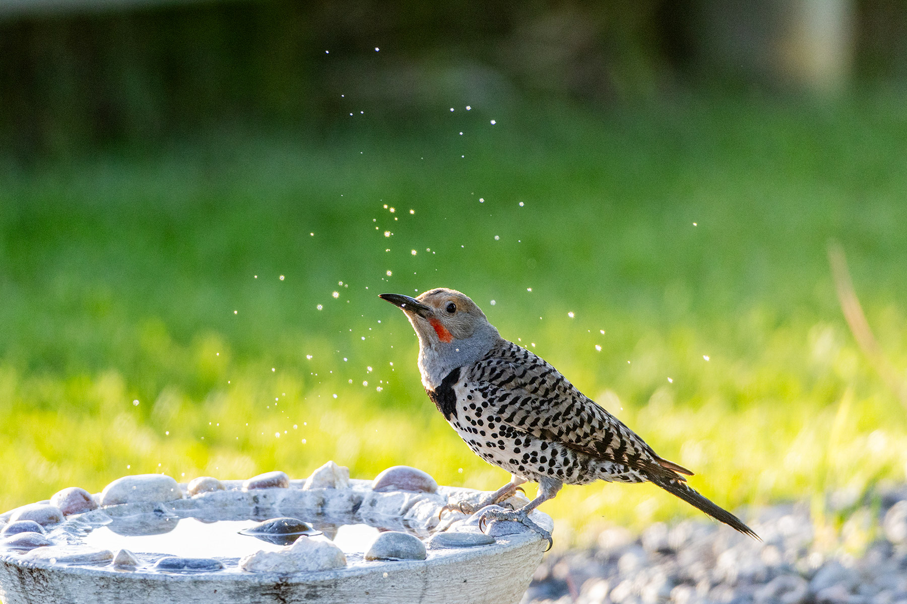 Adult male flicker flicks water into the air.  Click for next photo.