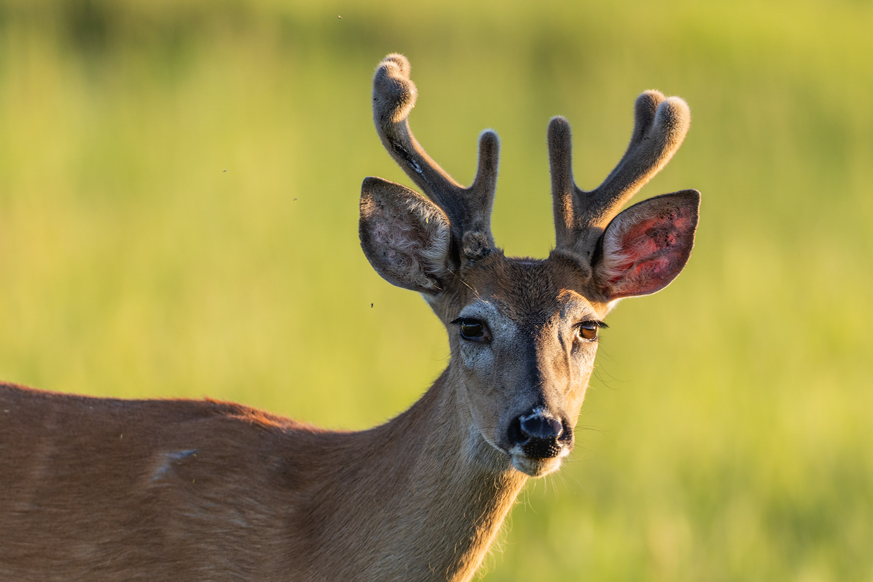 Deer in the neighboring lot.  Click for next photo.