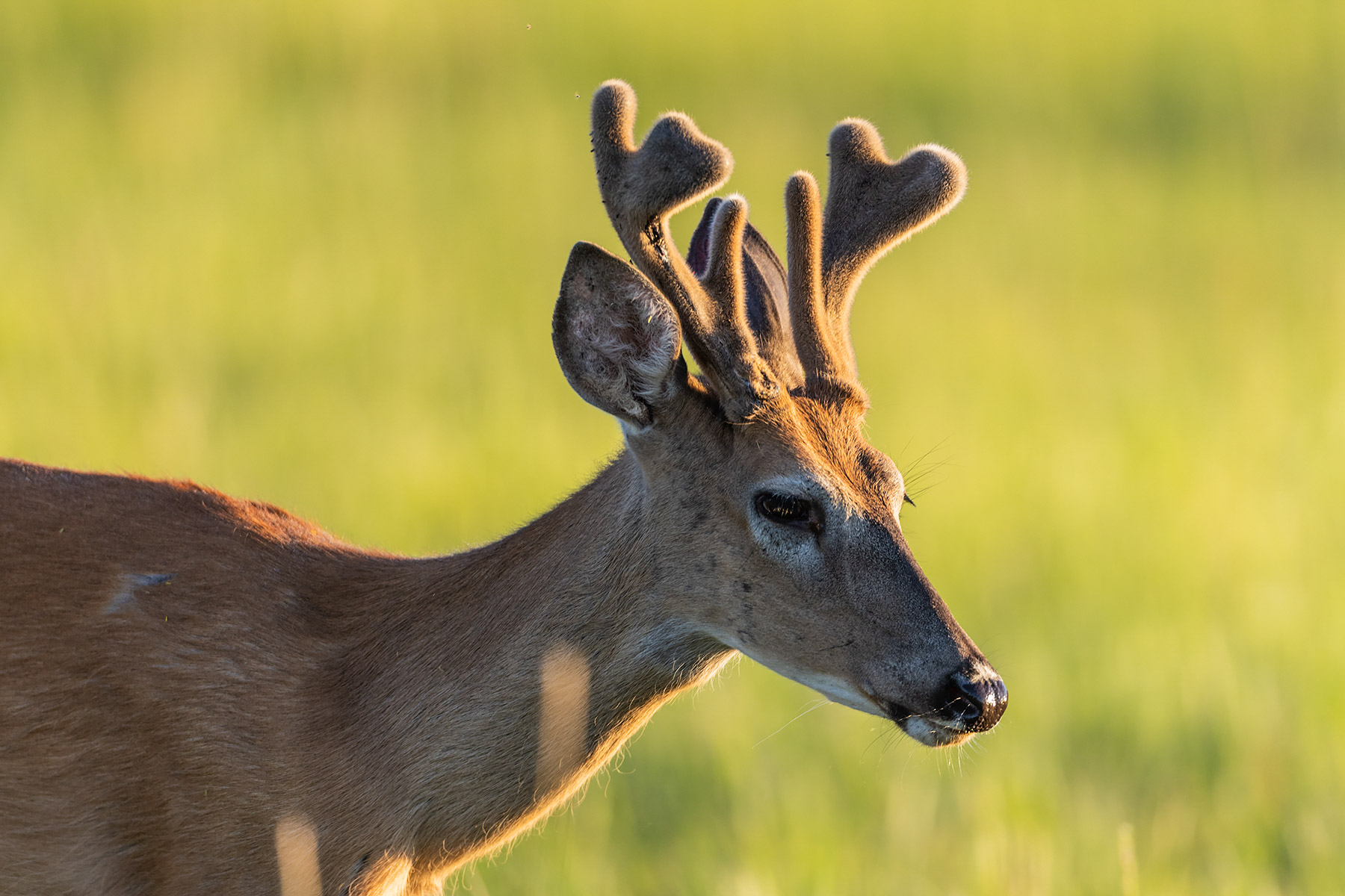 Deer in the neighboring lot.  Click for next photo.