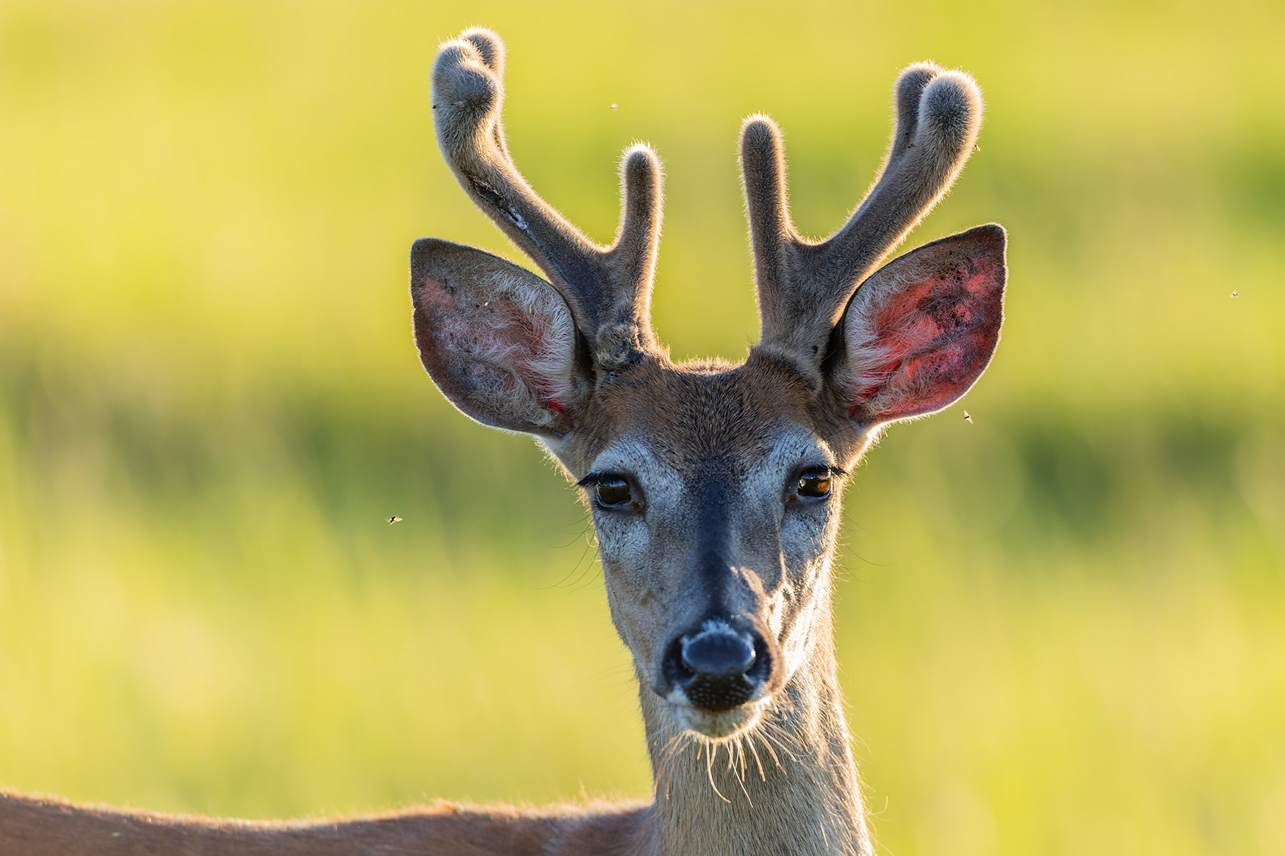 Deer in the neighboring lot.  Click for next photo.