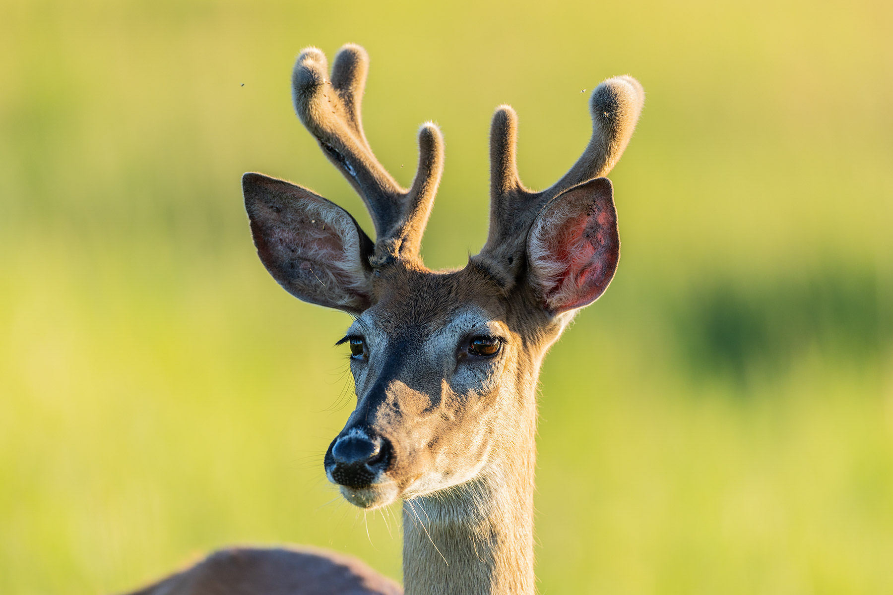 Deer in the neighboring lot.  Click for next photo.