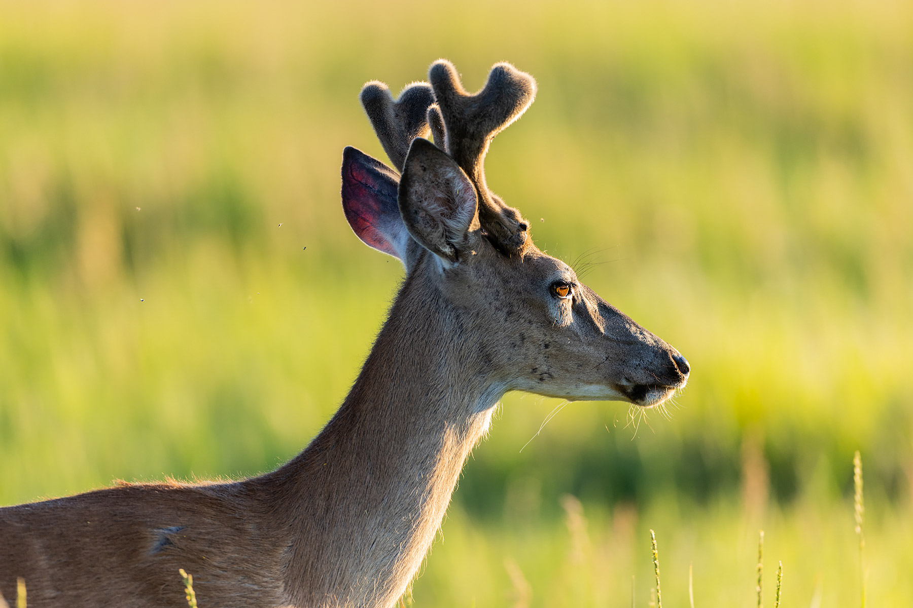 Deer in the neighboring lot.  Click for next photo.