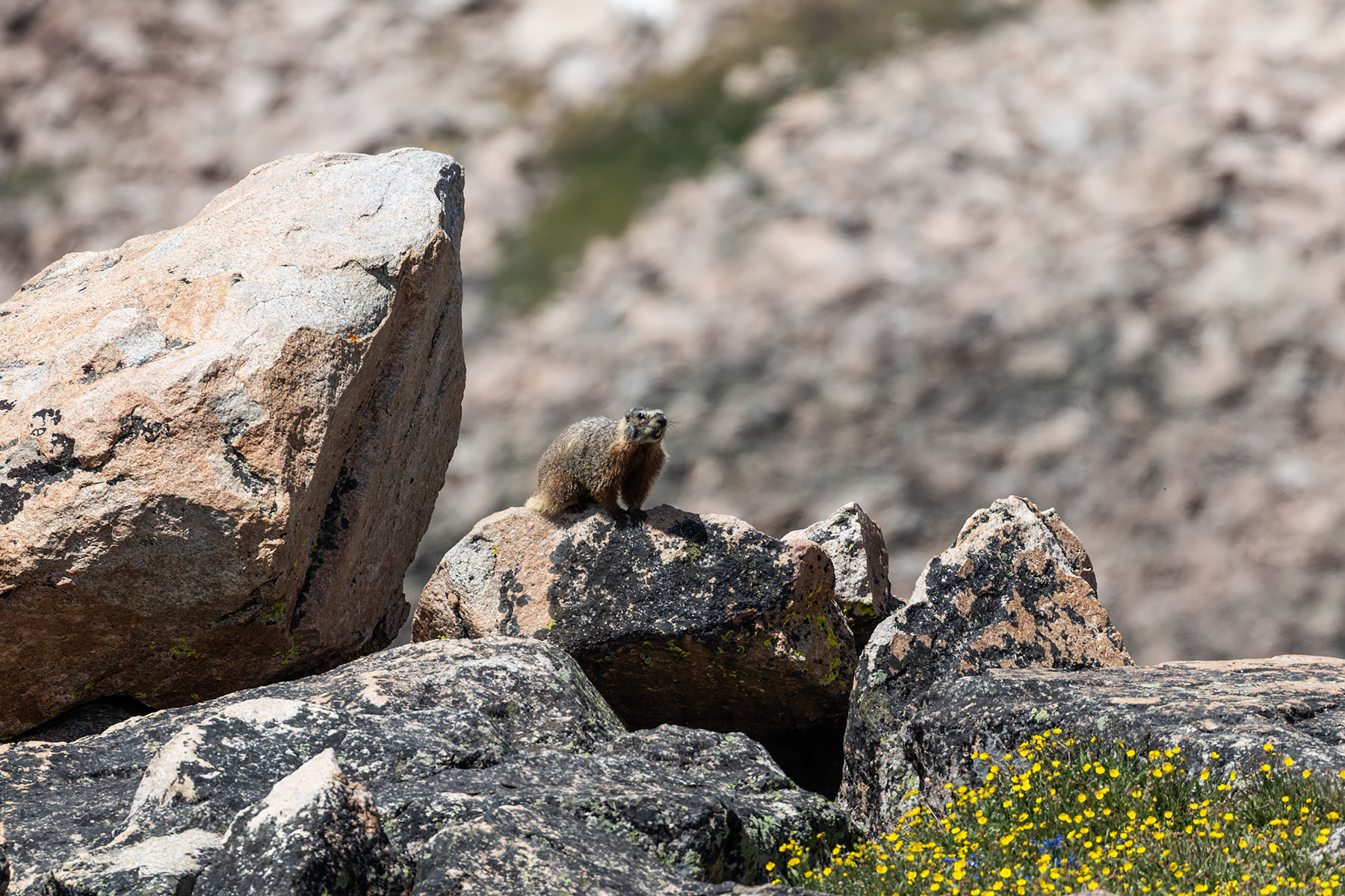 Marmot at the top of Beartooth Pass, Wyoming.  Click for next photo.