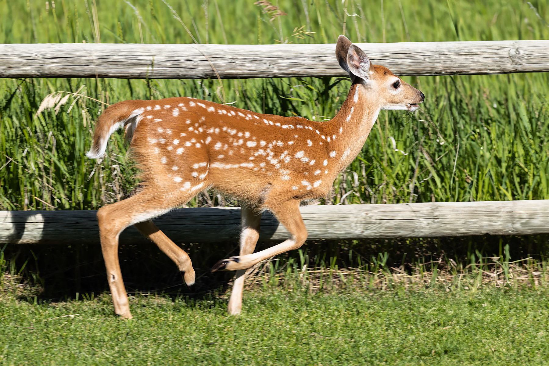 Fawn in the back yard.  Click for next photo.
