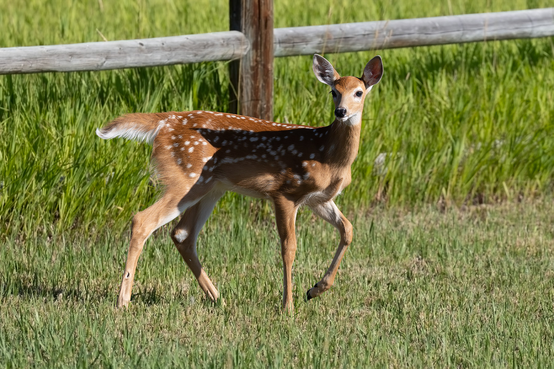 Fawn in the back yard.  Click for next photo.