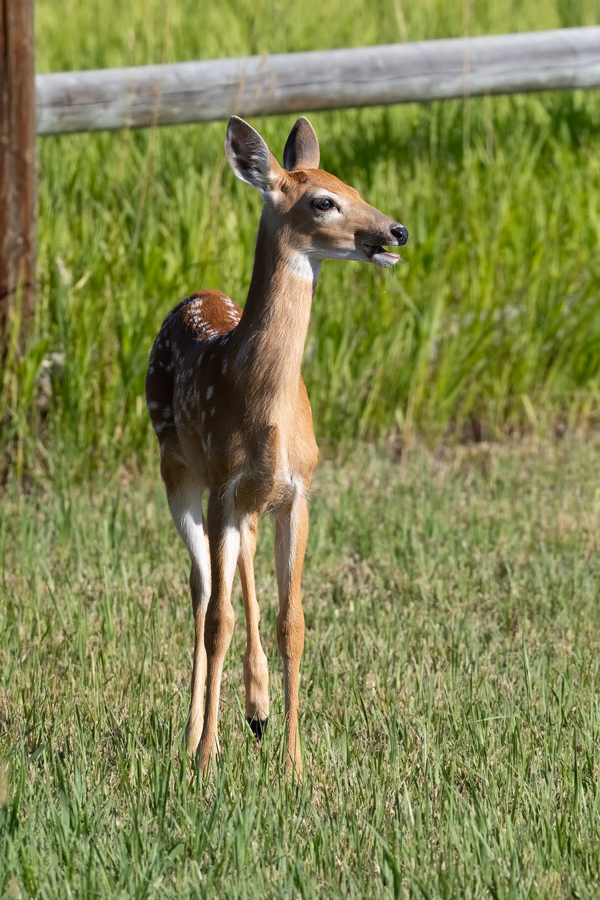 Fawn in the back yard.  Click for next photo.