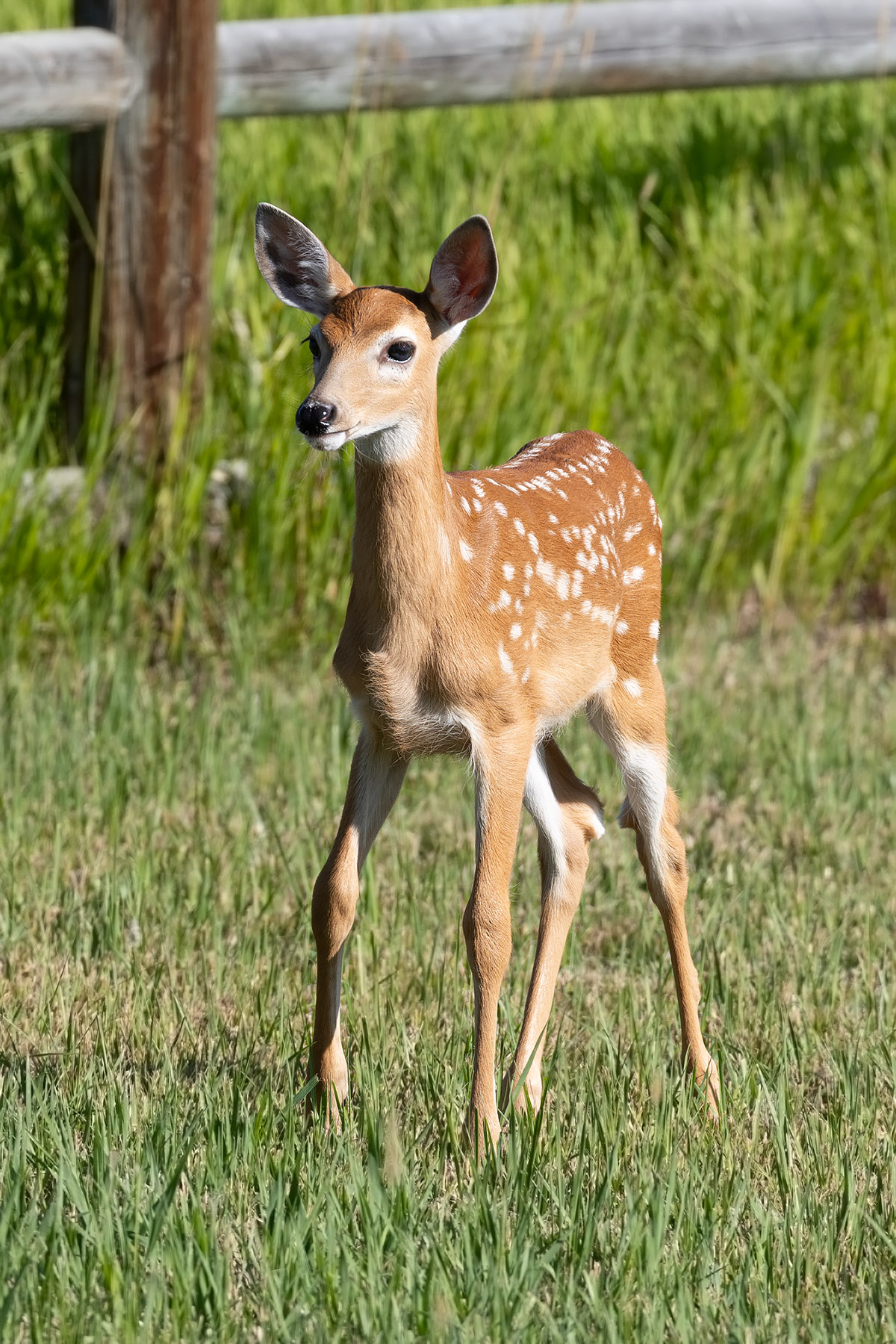 Fawn in the back yard.  Click for next photo.