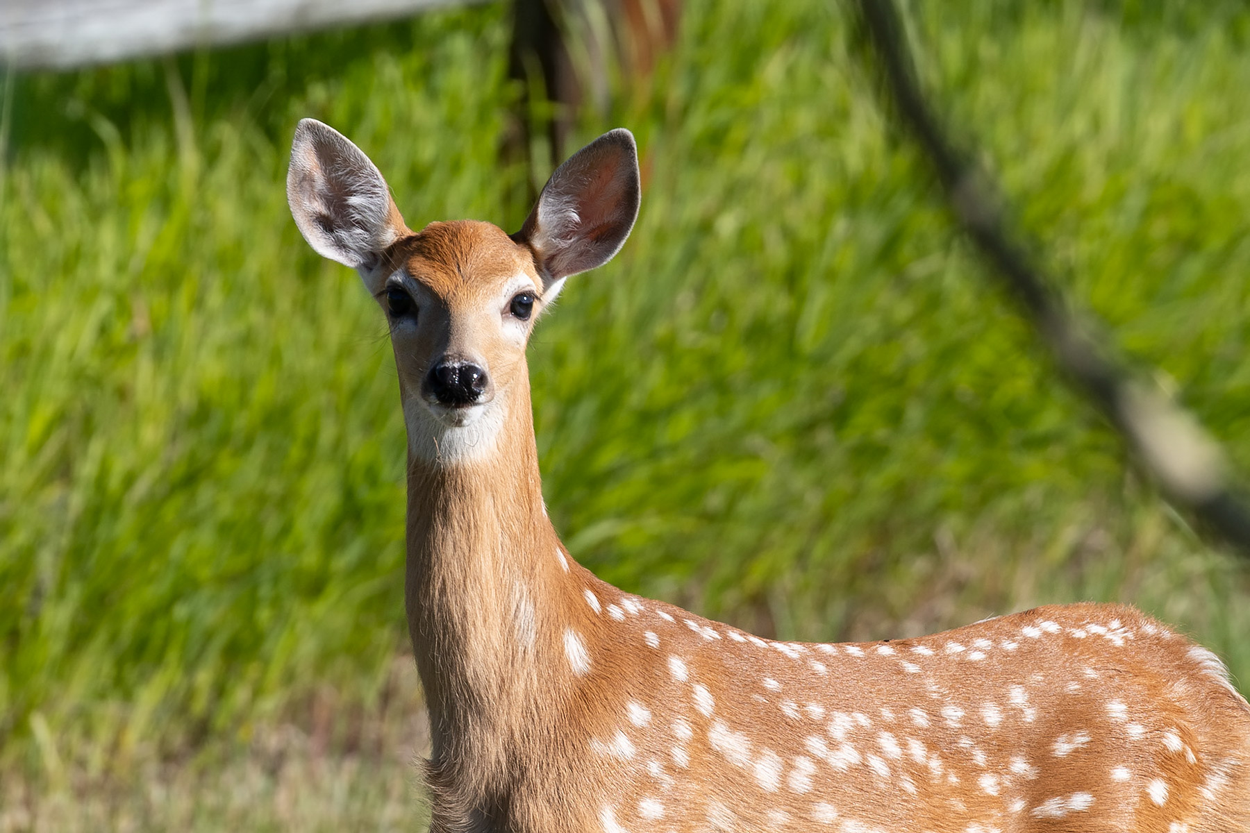 Fawn in the back yard.  Click for next photo.