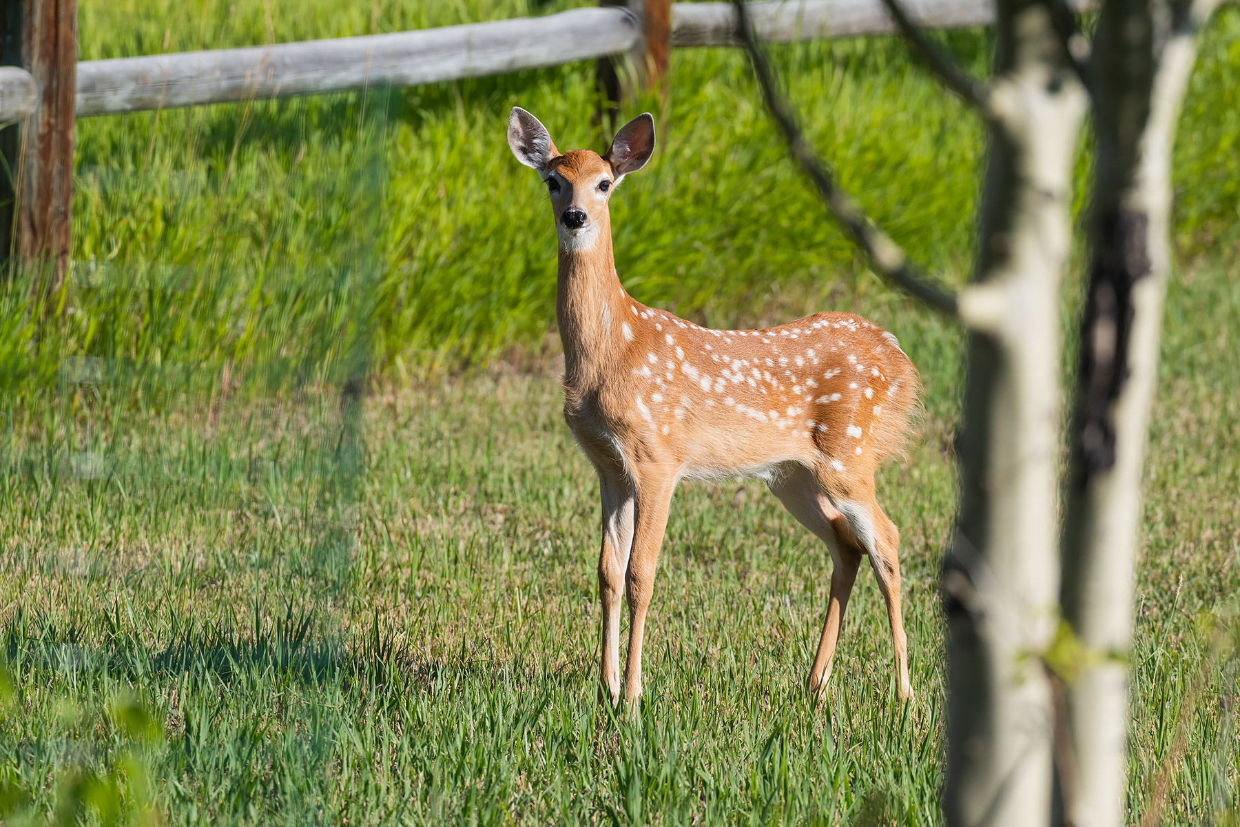 Fawn in the back yard.  Click for next photo.