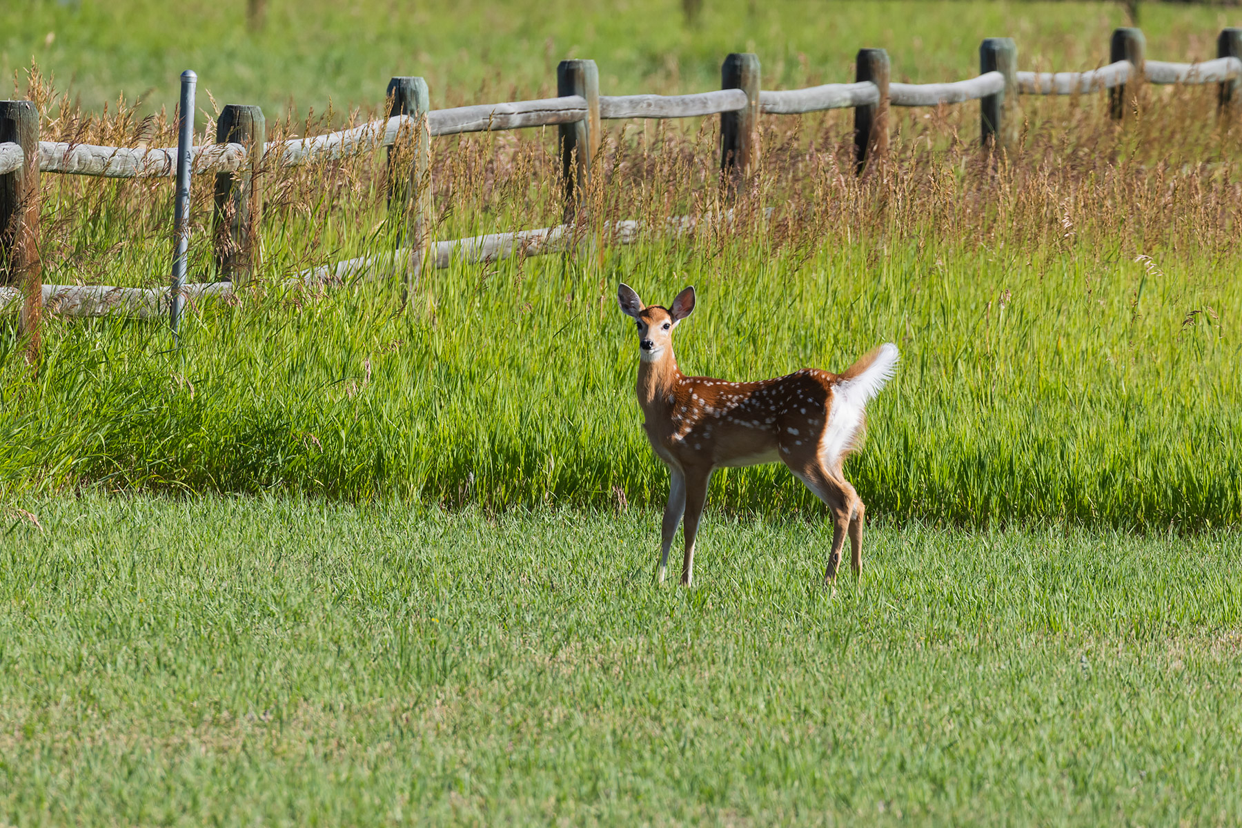 Fawn in the back yard.  Click for next photo.