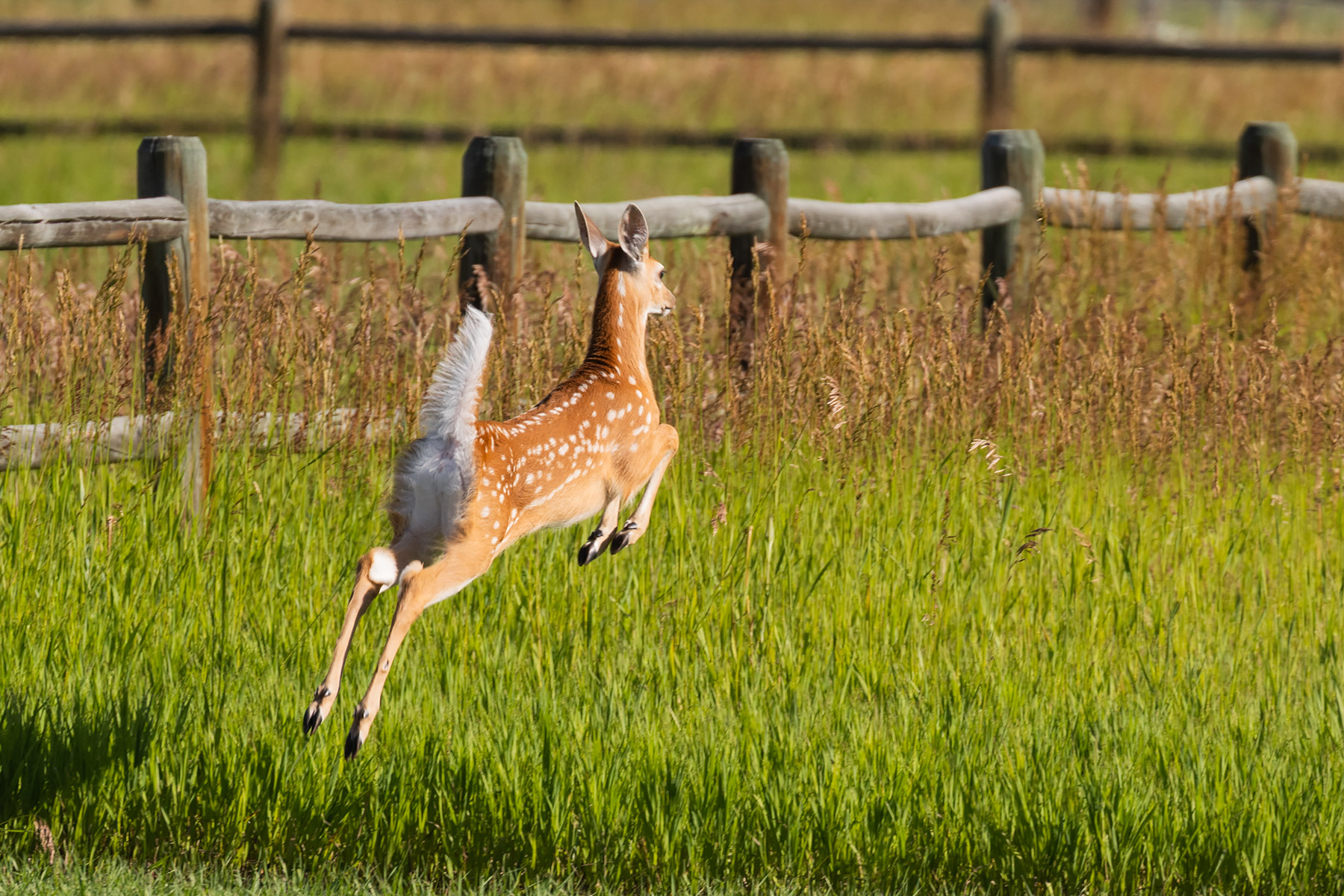Fawn finally decides to bolt.  Click for next photo.
