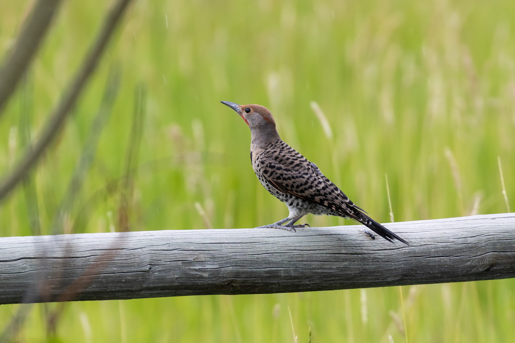 Flicker.  Click for next photo.