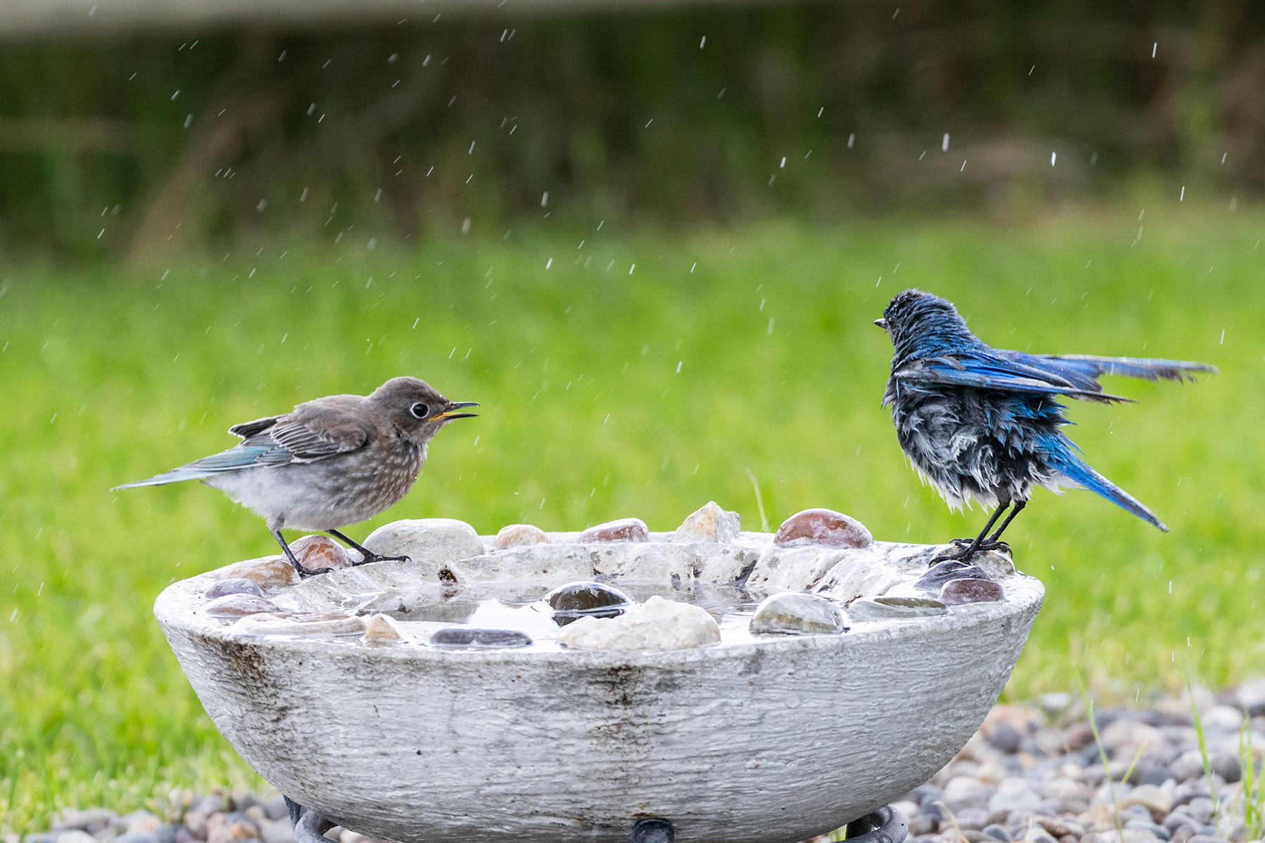 Bluebirds at the bath.  Click for next photo.