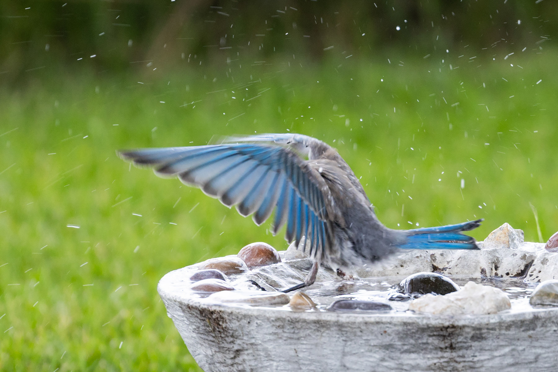Bluebird at the bath.  Click for next photo.