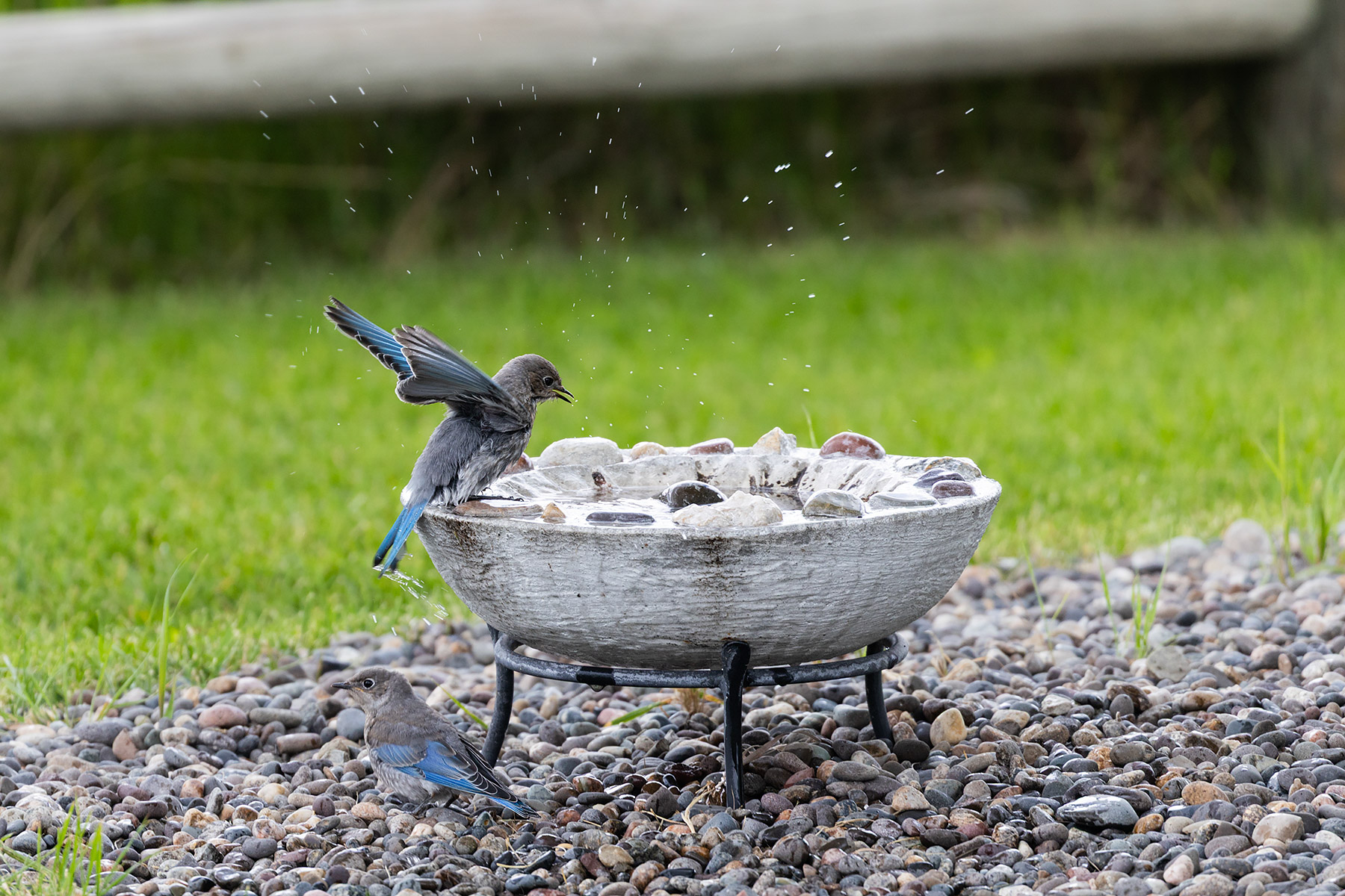 Bluebirds at the bath.  Click for next photo.