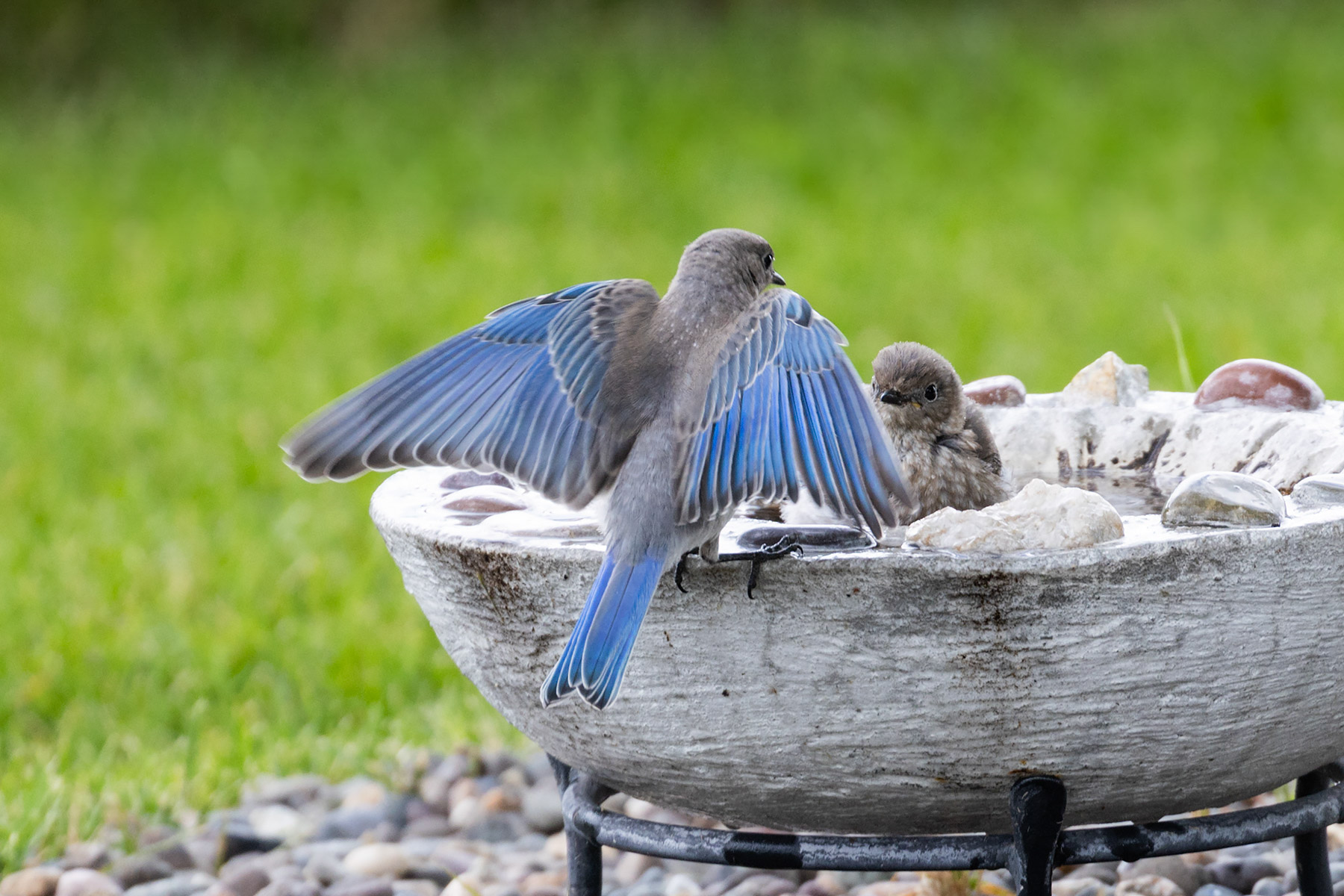 Bluebirds at the bath.  Click for next photo.