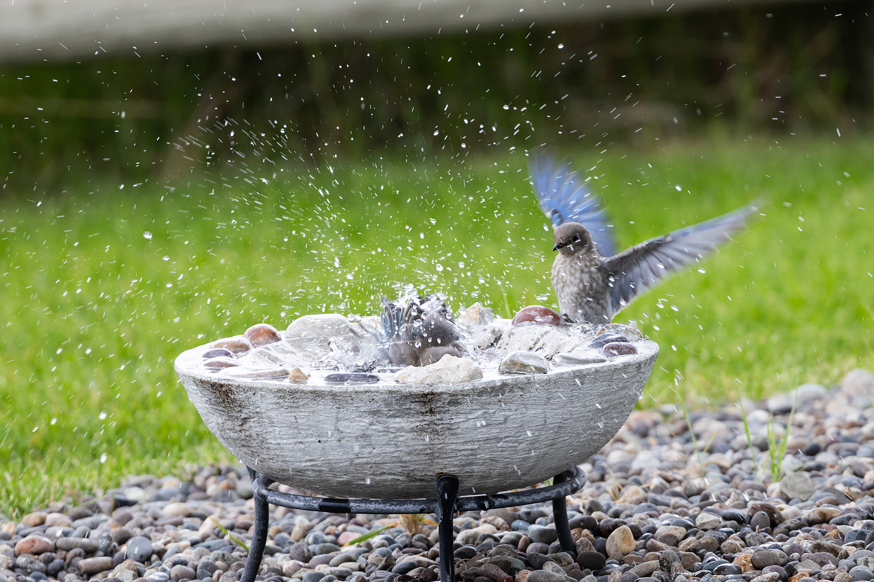 Bluebirds at the bath.  Click for next photo.