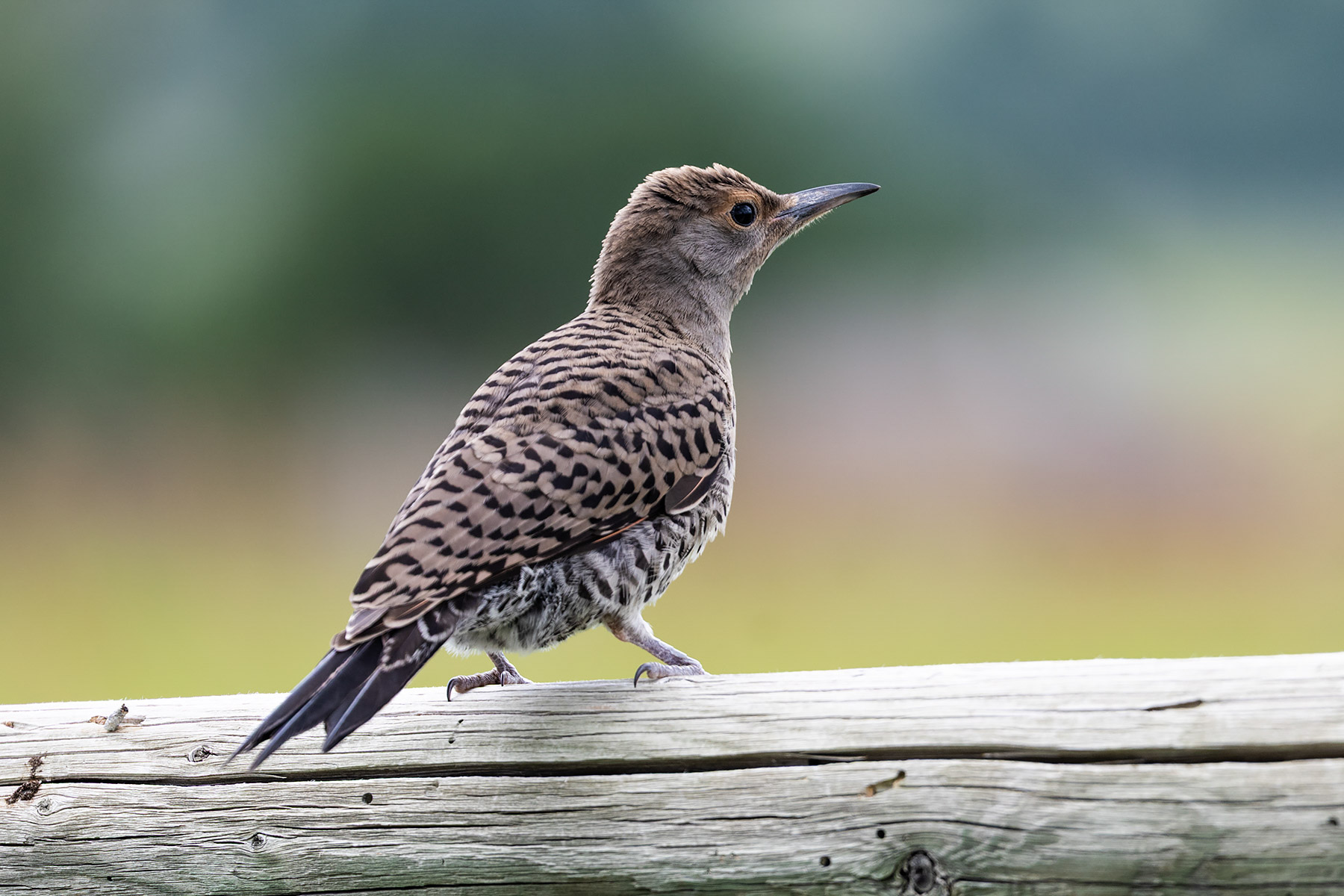 Flicker.  Click for next photo.