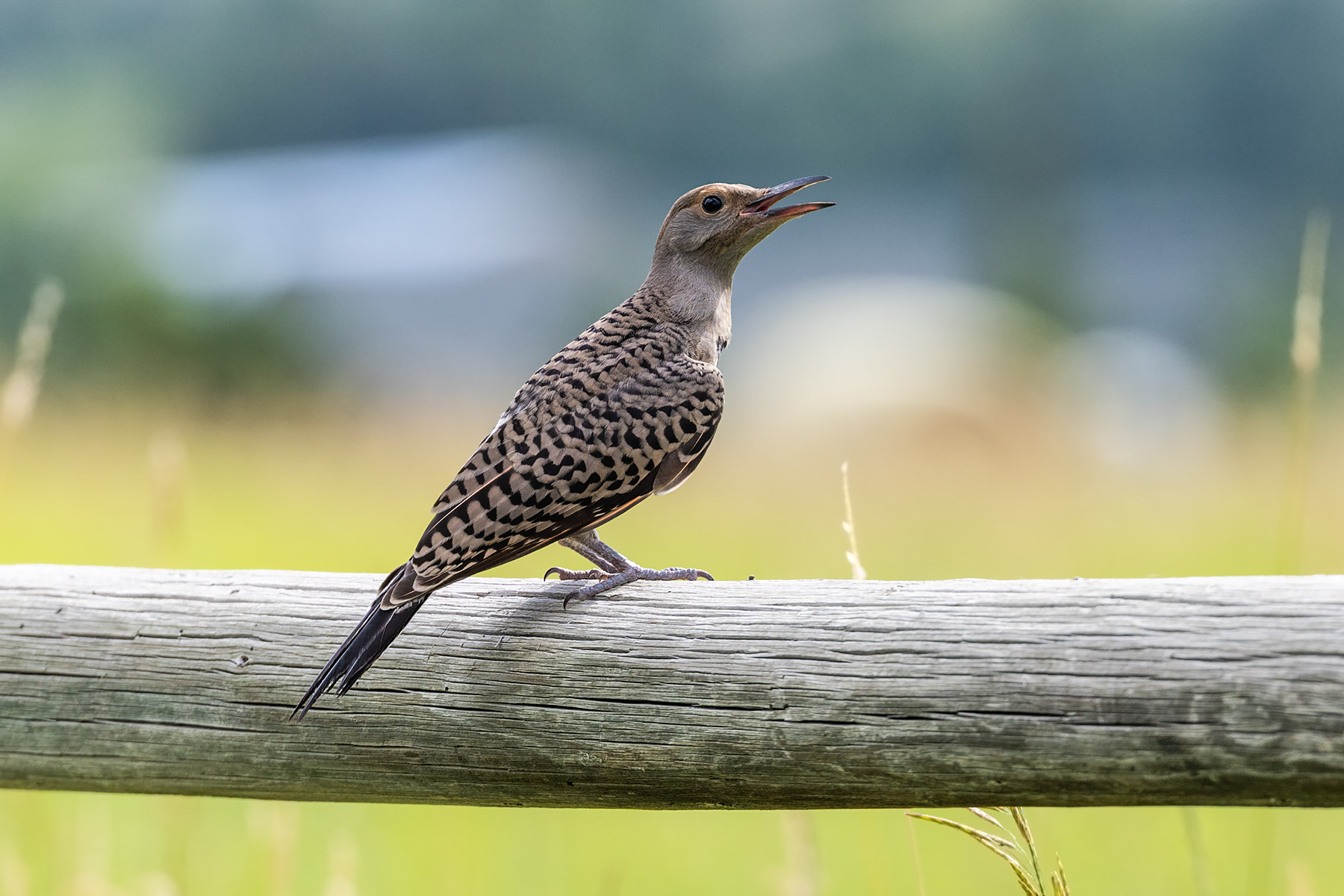 Flicker.  Click for next photo.