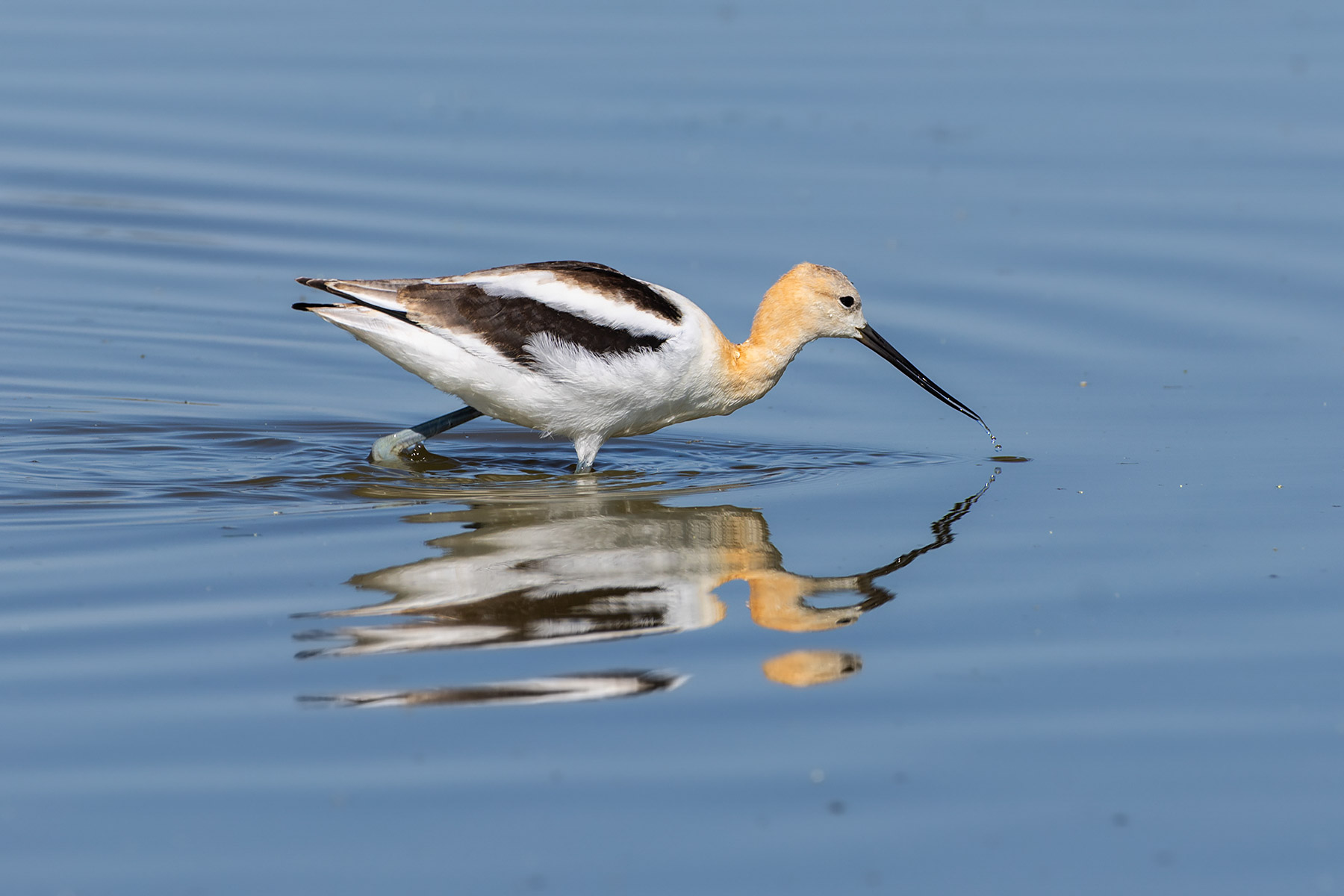 American Avocet, Bowdoin NWR, Montana.  Click for next photo.