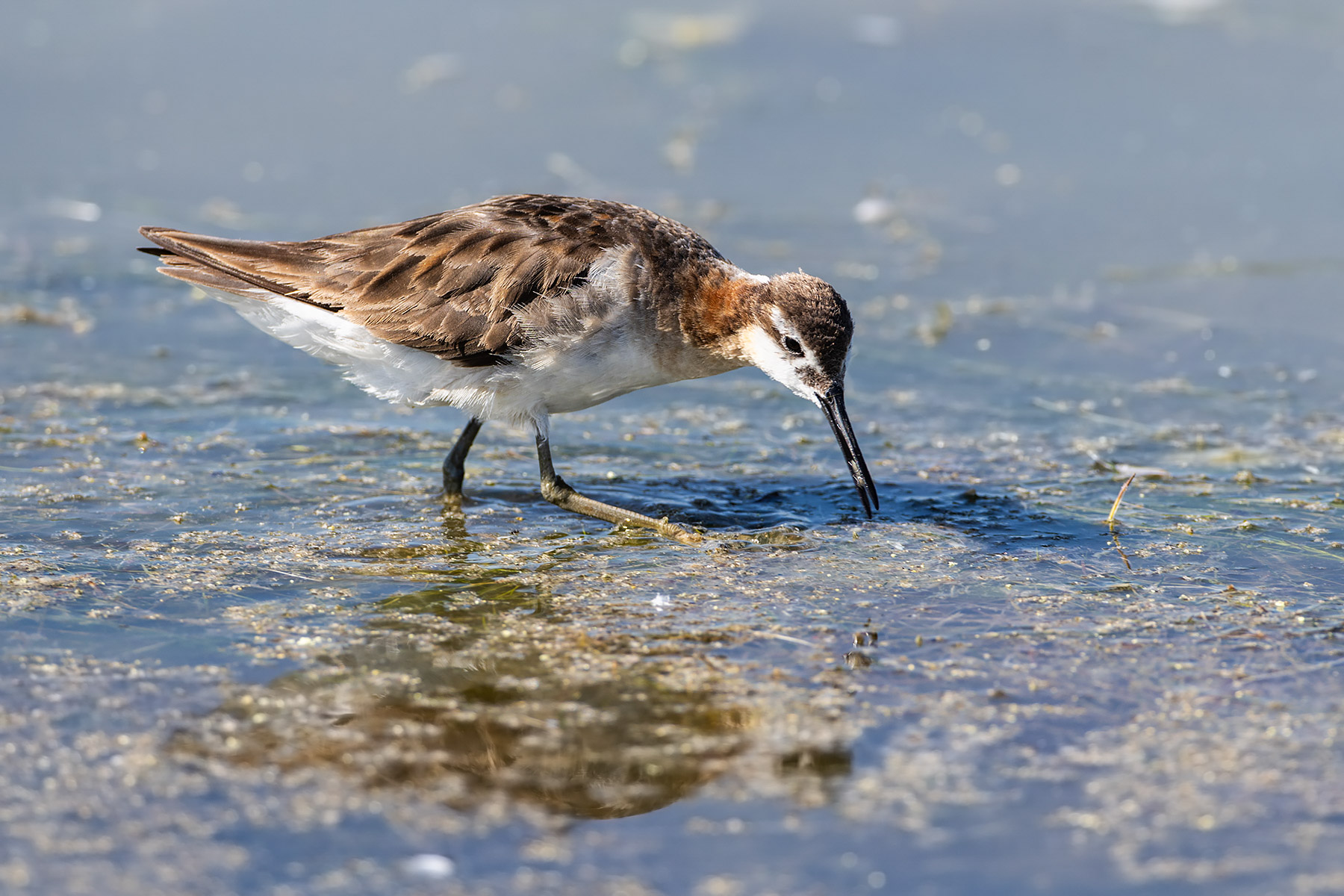 Wilson�s Phalarope, Bowdoin NWR, Montana.  Click for next photo.