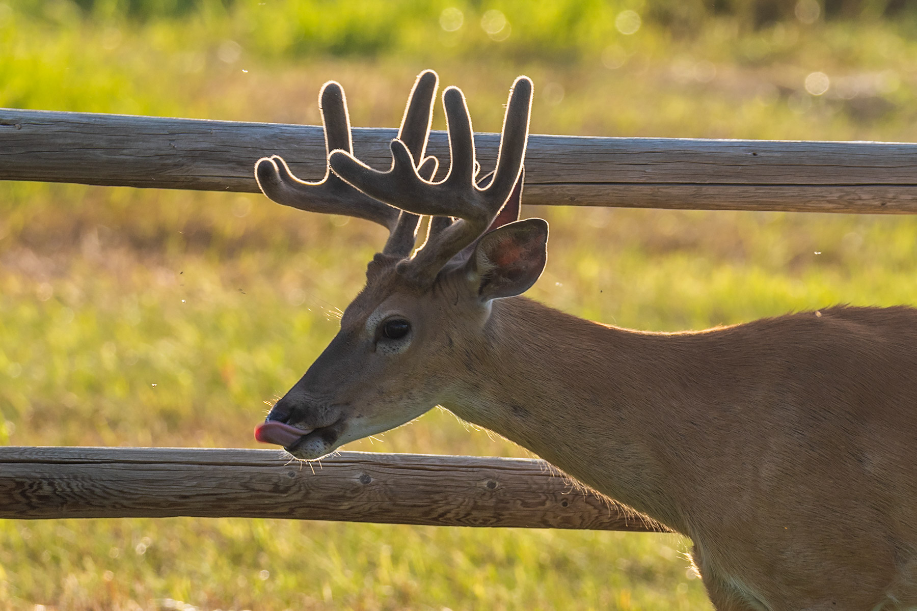 Backlit deer in yard.  Click for next photo.