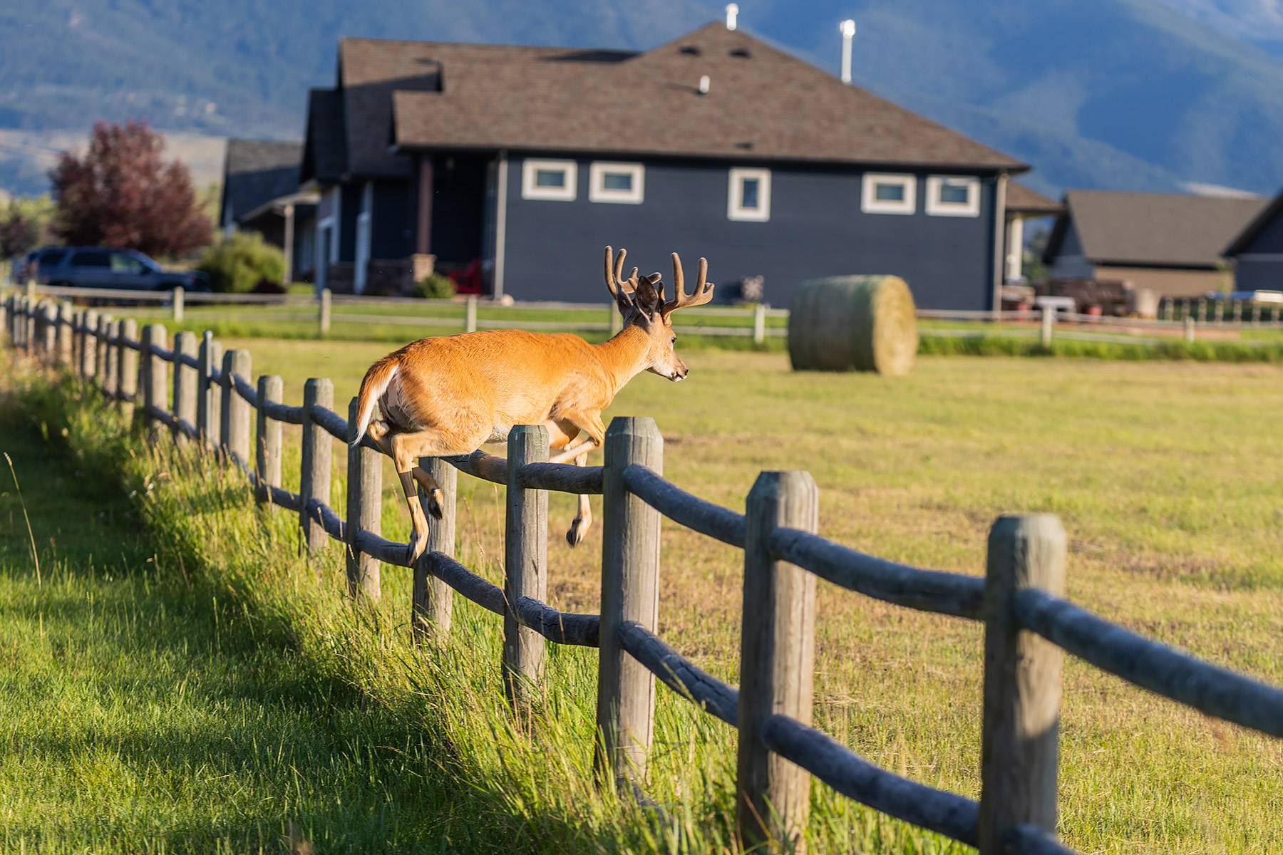 Backyard deer taking the fence.  Click for next photo.