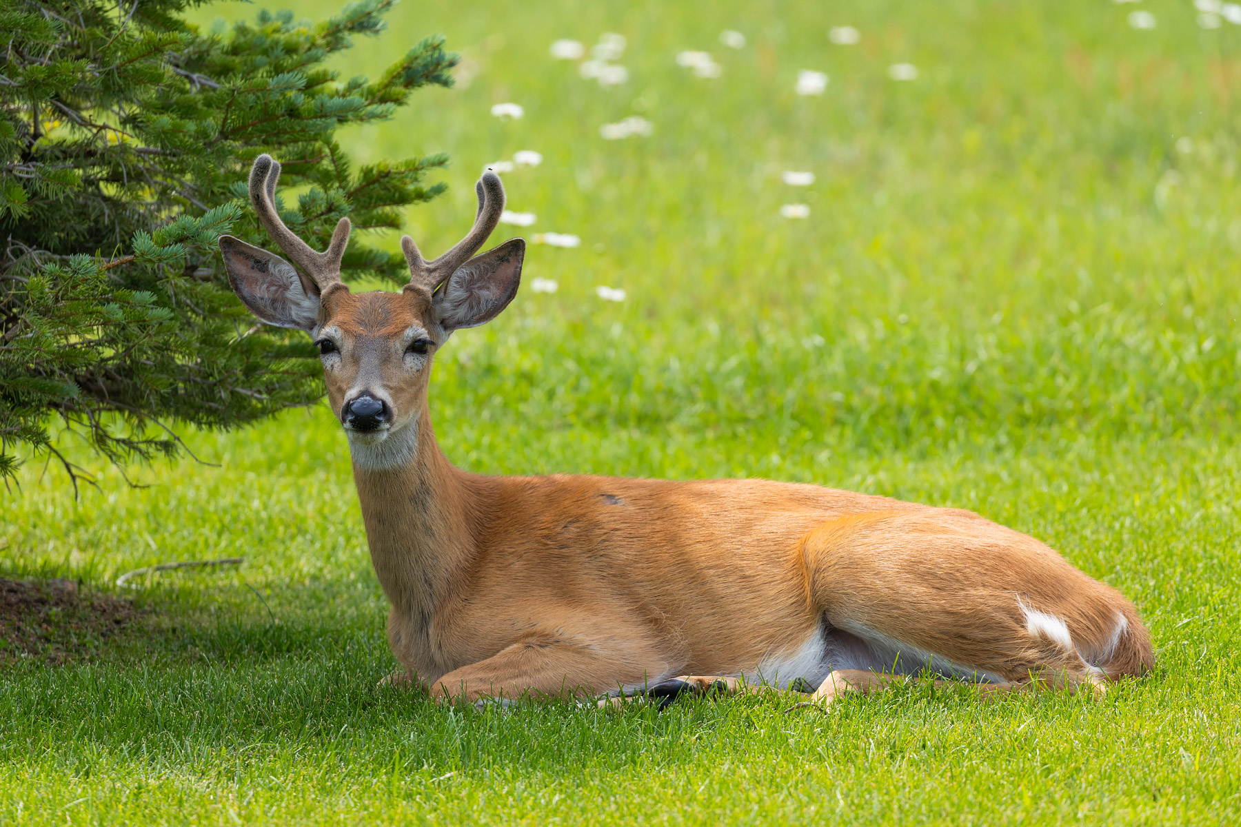 Deer takes it easy in the yard.  Click for next photo.