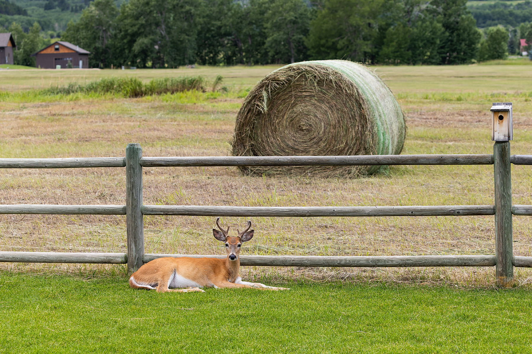 The HOA badgered the property owners to mow their lots this year.  Now they need to badger them to remove the giant bales of hay.  Click for next photo.