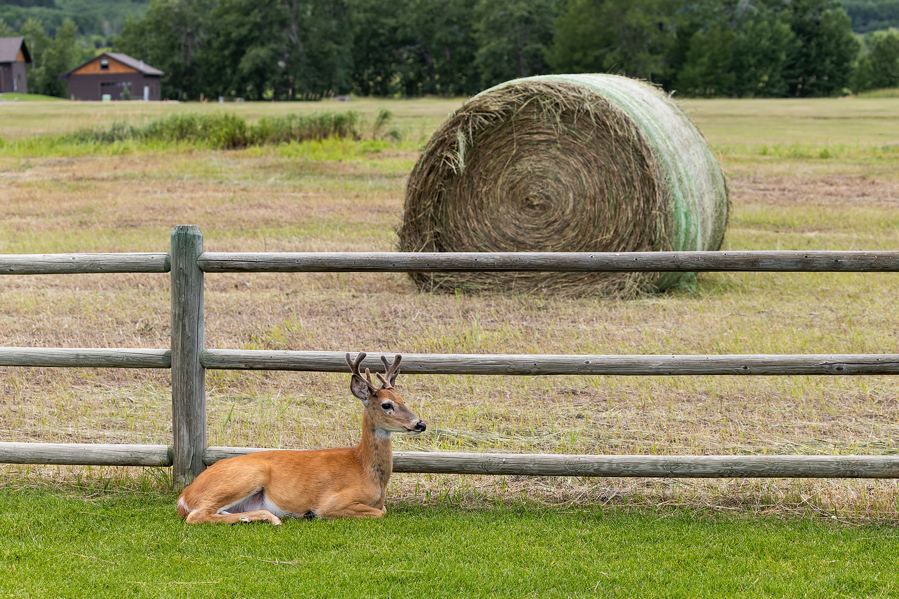 The HOA badgered the property owners to mow their lots this year.  Now they need to badger them to remove the giant bales of hay.  Click for next photo.